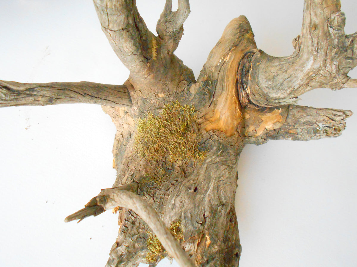 This is a naturally formed driftwood with a unique surface formed in a forest in the Rhodopes Mountain in Southern Europe- country Bulgaria. This piece of wood has been formed for many years and time has exposed the inner parts of the old tree wood. This &#39;specimen&#39; reminds me of an old deer with antlers.  Size: about 18&#39;&#39; x 10&#39;&#39; x 12&#39;&#39;-&amp;nbsp; 46 x 25 x 30 cm.&amp;nbsp;