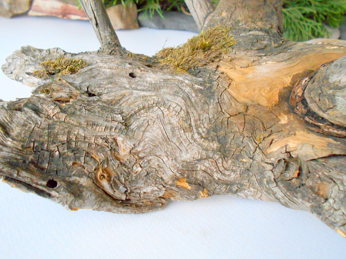 This is a naturally formed driftwood with a unique surface formed in a forest in the Rhodopes Mountain in Southern Europe- country Bulgaria. This piece of wood has been formed for many years and time has exposed the inner parts of the old tree wood. This &#39;specimen&#39; reminds me of an old deer with antlers.  Size: about 18&#39;&#39; x 10&#39;&#39; x 12&#39;&#39;-&amp;nbsp; 46 x 25 x 30 cm.&amp;nbsp;