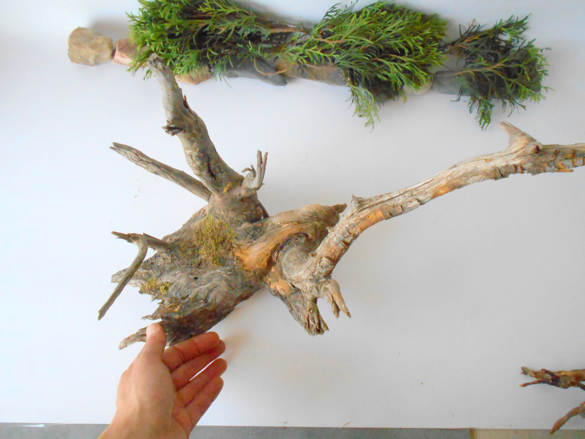 This is a naturally formed driftwood with a unique surface formed in a forest in the Rhodopes Mountain in Southern Europe- country Bulgaria. This piece of wood has been formed for many years and time has exposed the inner parts of the old tree wood. This &#39;specimen&#39; reminds me of an old deer with antlers.  Size: about 18&#39;&#39; x 10&#39;&#39; x 12&#39;&#39;-&amp;nbsp; 46 x 25 x 30 cm.&amp;nbsp;