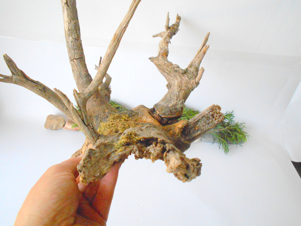 This is a naturally formed driftwood with a unique surface formed in a forest in the Rhodopes Mountain in Southern Europe- country Bulgaria. This piece of wood has been formed for many years and time has exposed the inner parts of the old tree wood. This &#39;specimen&#39; reminds me of an old deer with antlers.  Size: about 18&#39;&#39; x 10&#39;&#39; x 12&#39;&#39;-&amp;nbsp; 46 x 25 x 30 cm.&amp;nbsp;