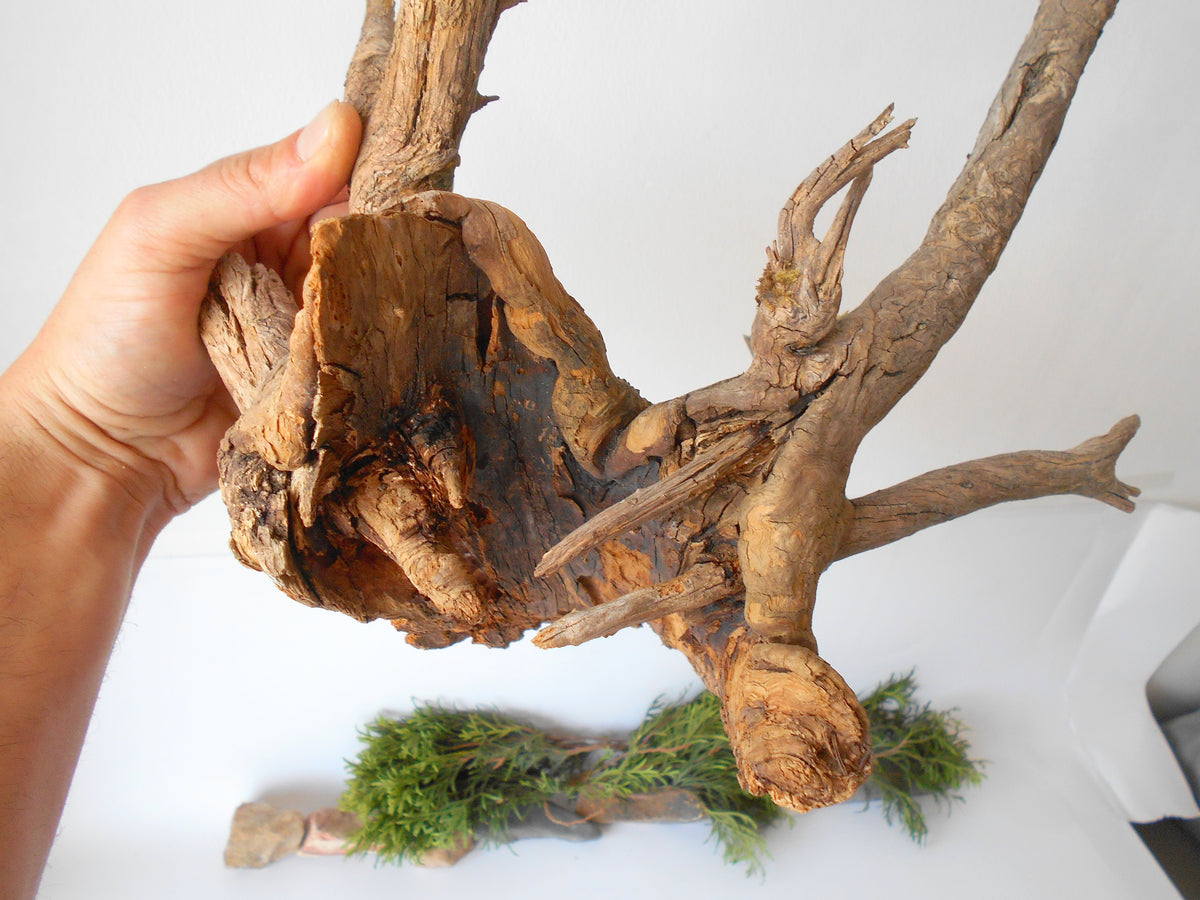 This is a naturally formed driftwood with a unique surface formed in a forest in the Rhodopes Mountain in Southern Europe- country Bulgaria. This piece of wood has been formed for many years and time has exposed the inner parts of the old tree wood. This &#39;specimen&#39; reminds me of an old deer with antlers.  Size: about 18&#39;&#39; x 10&#39;&#39; x 12&#39;&#39;-&amp;nbsp; 46 x 25 x 30 cm.&amp;nbsp;