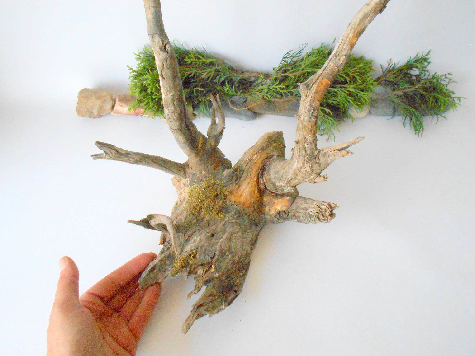 This is a naturally formed driftwood with a unique surface formed in a forest in the Rhodopes Mountain in Southern Europe- country Bulgaria. This piece of wood has been formed for many years and time has exposed the inner parts of the old tree wood. This 'specimen' reminds me of an old deer with antlers.  Size: about 18'' x 10'' x 12''-&nbsp; 46 x 25 x 30 cm.&nbsp;