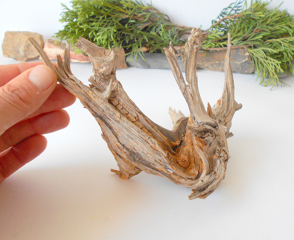 This is a naturally formed driftwood with a unique surface formed in a forest in the Rhodopes Mountain in Southern Europe- country Bulgaria. This piece of wood has been formed for many years and time has exposed the inner parts of the old tree wood.&amp;nbsp;  Size: about 7.5&#39;&#39; x 7&#39;&#39; x 3&#39;&#39;-&amp;nbsp; 19 x 18 x 7.5 cm.&amp;nbsp;