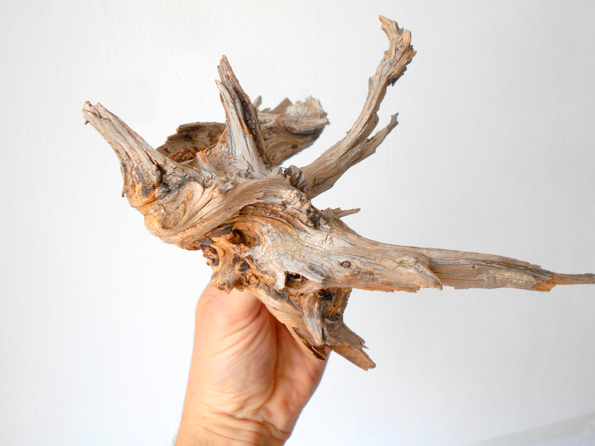 This is a naturally formed driftwood with a unique surface formed in a forest in the Rhodopes Mountain in Southern Europe- country Bulgaria. This piece of wood has been formed for many years and time has exposed the inner parts of the old tree wood.&amp;nbsp;  Size: about 7.5&#39;&#39; x 7&#39;&#39; x 3&#39;&#39;-&amp;nbsp; 19 x 18 x 7.5 cm.&amp;nbsp;