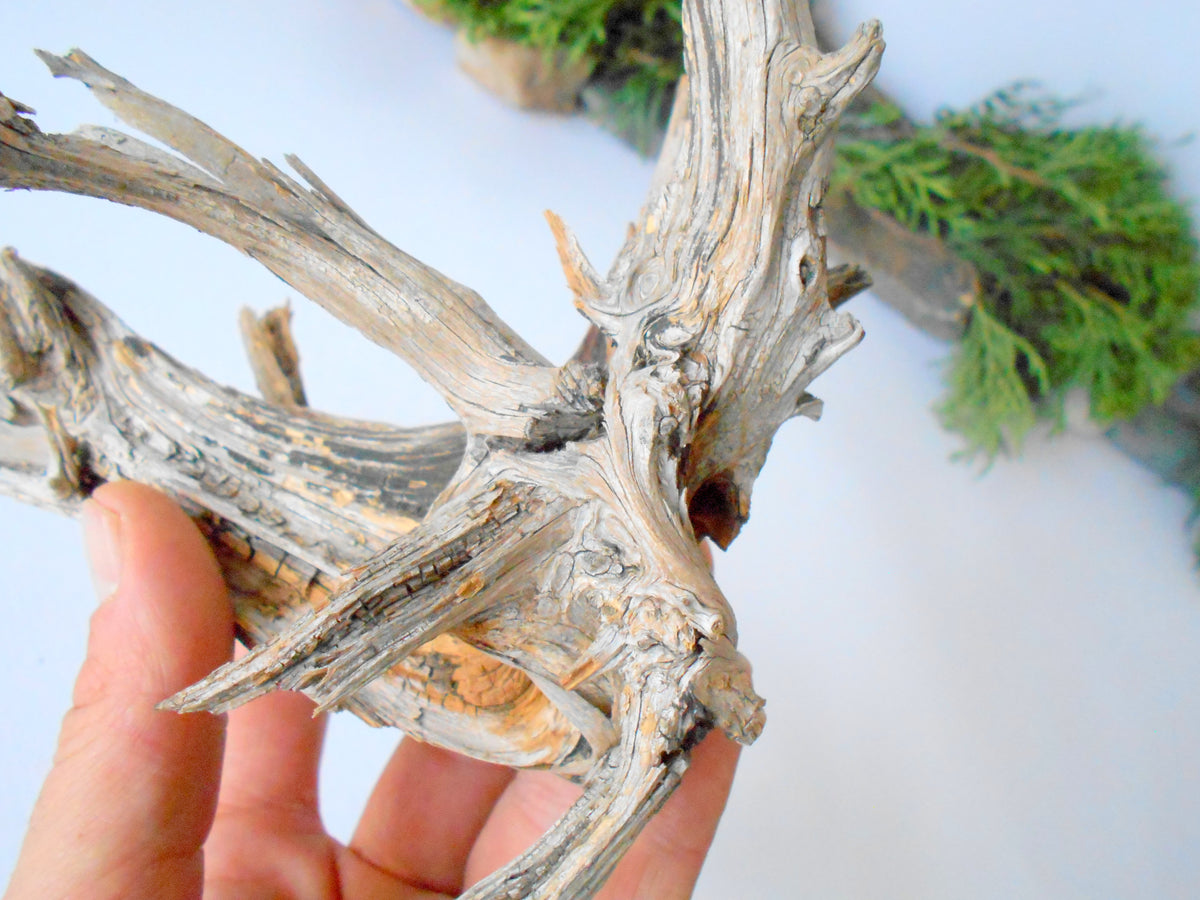 This is a naturally formed driftwood with a unique surface formed in a forest in the Rhodopes Mountain in Southern Europe- country Bulgaria. This piece of wood has been formed for many years and time has exposed the inner parts of the old tree wood.&amp;nbsp;  Size: about 7.5&#39;&#39; x 7&#39;&#39; x 3&#39;&#39;-&amp;nbsp; 19 x 18 x 7.5 cm.&amp;nbsp;