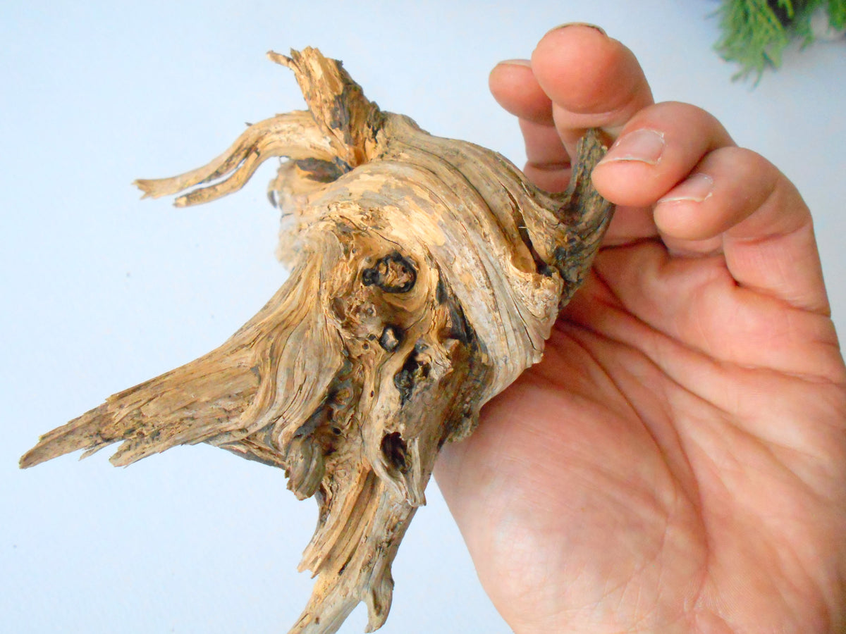 This is a naturally formed driftwood with a unique surface formed in a forest in the Rhodopes Mountain in Southern Europe- country Bulgaria. This piece of wood has been formed for many years and time has exposed the inner parts of the old tree wood.&amp;nbsp;  Size: about 7.5&#39;&#39; x 7&#39;&#39; x 3&#39;&#39;-&amp;nbsp; 19 x 18 x 7.5 cm.&amp;nbsp;