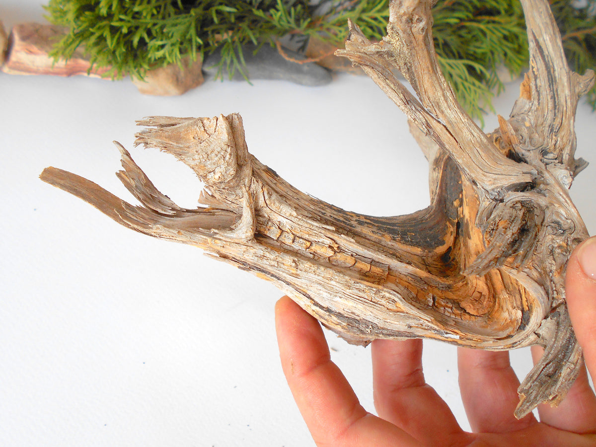 This is a naturally formed driftwood with a unique surface formed in a forest in the Rhodopes Mountain in Southern Europe- country Bulgaria. This piece of wood has been formed for many years and time has exposed the inner parts of the old tree wood.&amp;nbsp;  Size: about 7.5&#39;&#39; x 7&#39;&#39; x 3&#39;&#39;-&amp;nbsp; 19 x 18 x 7.5 cm.&amp;nbsp;