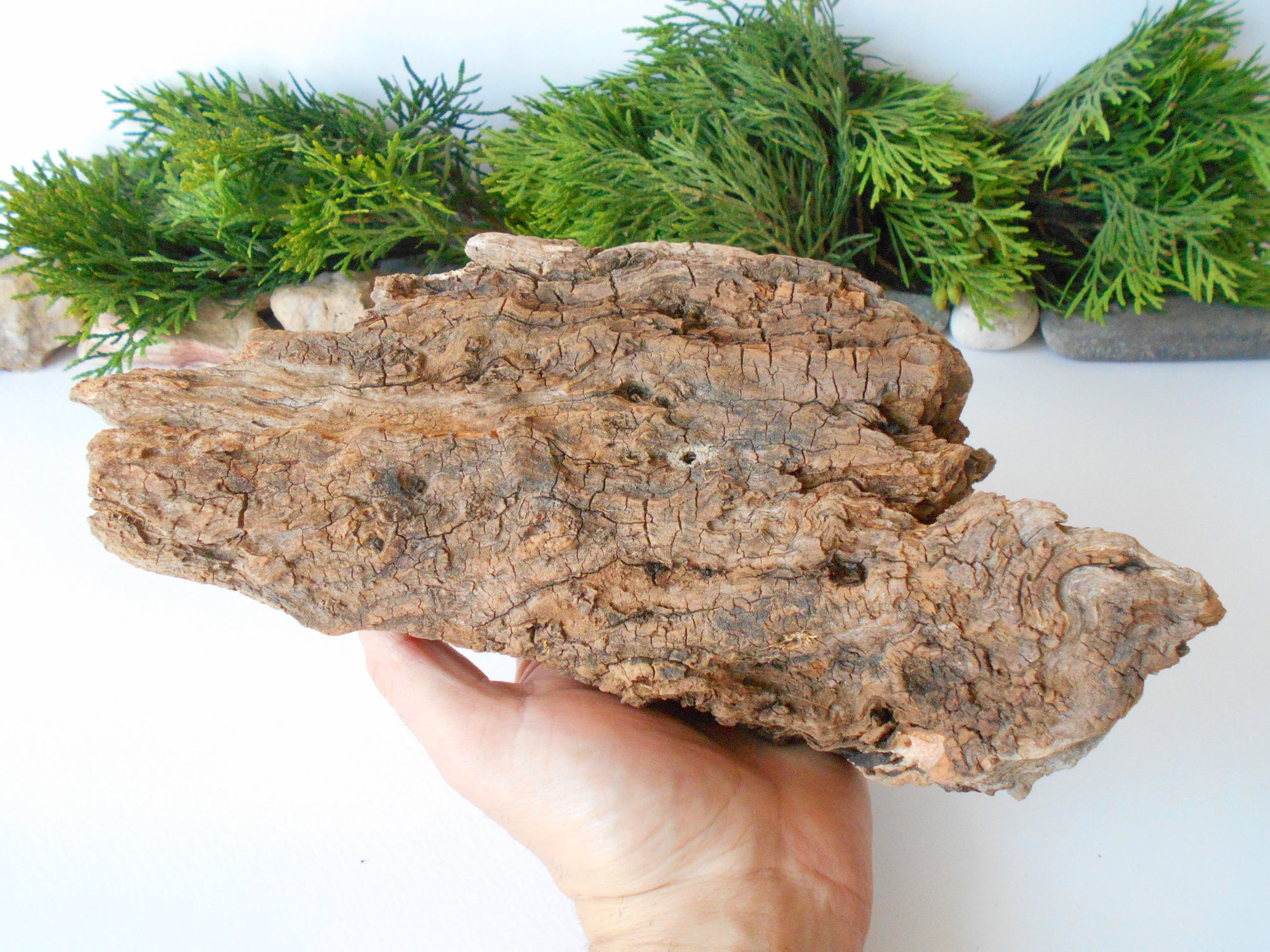 This is a naturally formed driftwood with a unique surface formed in a forest in the Rhodopes Mountain in Southern Europe- country Bulgaria. This piece of wood has been formed for many years and time has exposed the inner parts of the old tree wood.&nbsp;  Size: about 10'' x 5'' x 3.5''-&nbsp; 25 x 13 x 9 cm.&nbsp;