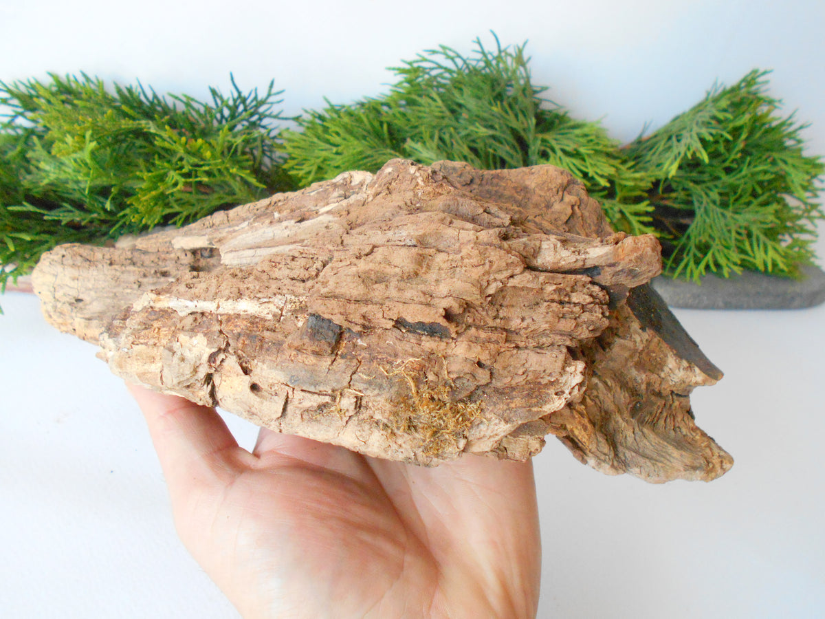 This is a naturally formed driftwood with a unique surface formed in a forest in the Rhodopes Mountain in Southern Europe- country Bulgaria. This piece of wood has been formed for many years and time has exposed the inner parts of the old tree wood.&amp;nbsp;  Size: about 10&#39;&#39; x 5&#39;&#39; x 3.5&#39;&#39;-&amp;nbsp; 25 x 13 x 9 cm.&amp;nbsp;