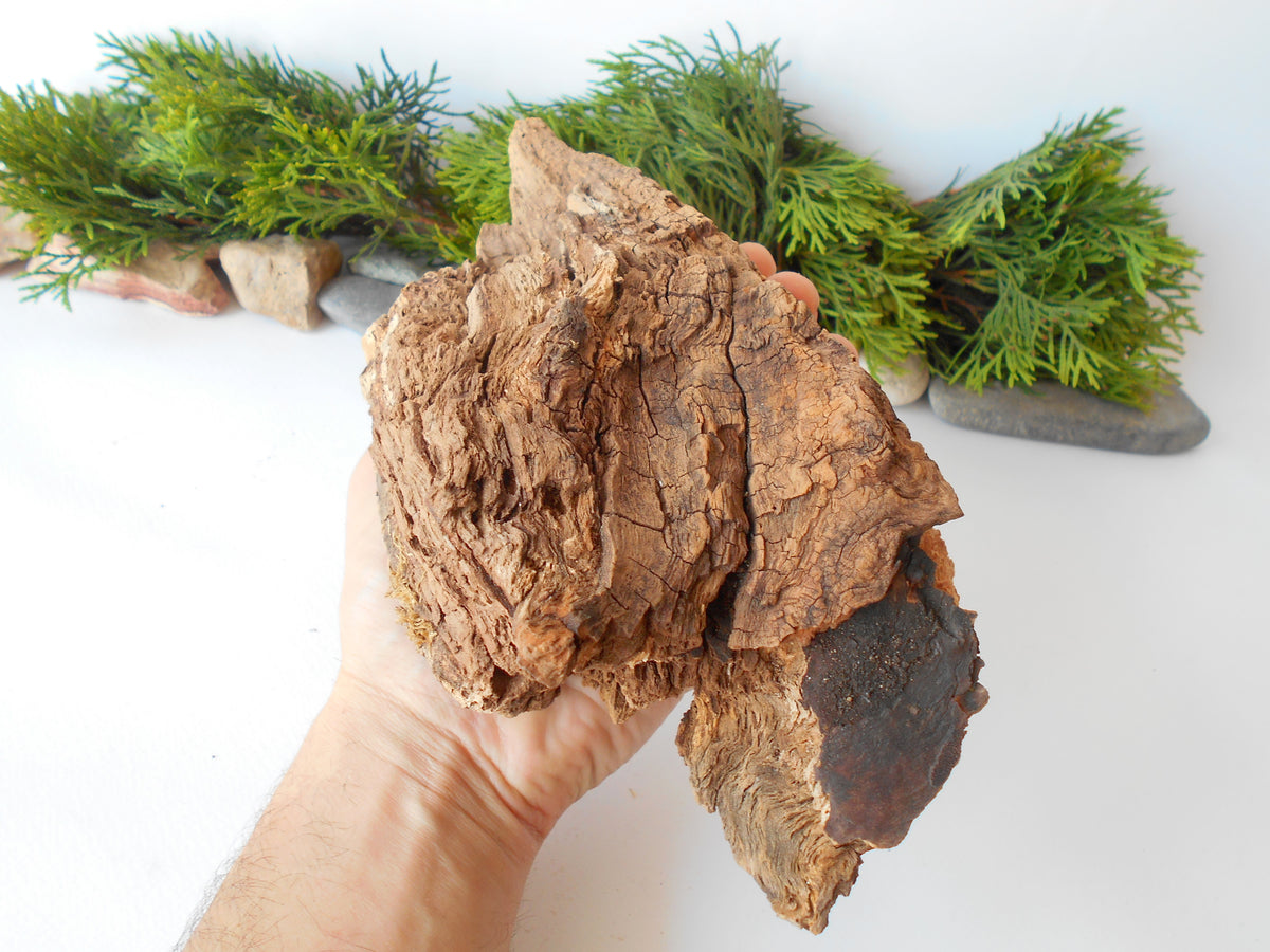 This is a naturally formed driftwood with a unique surface formed in a forest in the Rhodopes Mountain in Southern Europe- country Bulgaria. This piece of wood has been formed for many years and time has exposed the inner parts of the old tree wood.&amp;nbsp;  Size: about 10&#39;&#39; x 5&#39;&#39; x 3.5&#39;&#39;-&amp;nbsp; 25 x 13 x 9 cm.&amp;nbsp;