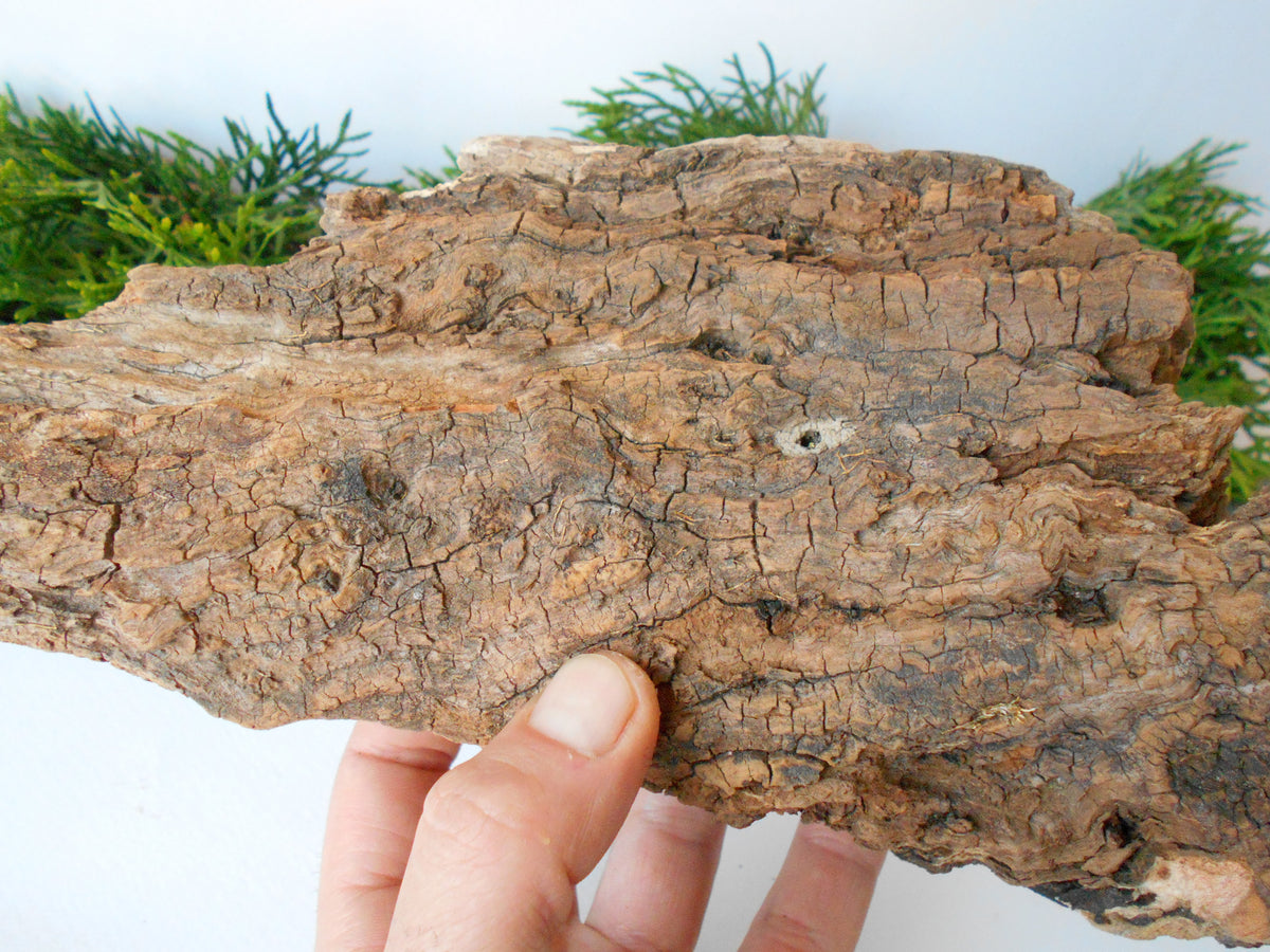 This is a naturally formed driftwood with a unique surface formed in a forest in the Rhodopes Mountain in Southern Europe- country Bulgaria. This piece of wood has been formed for many years and time has exposed the inner parts of the old tree wood.&amp;nbsp;  Size: about 10&#39;&#39; x 5&#39;&#39; x 3.5&#39;&#39;-&amp;nbsp; 25 x 13 x 9 cm.&amp;nbsp;