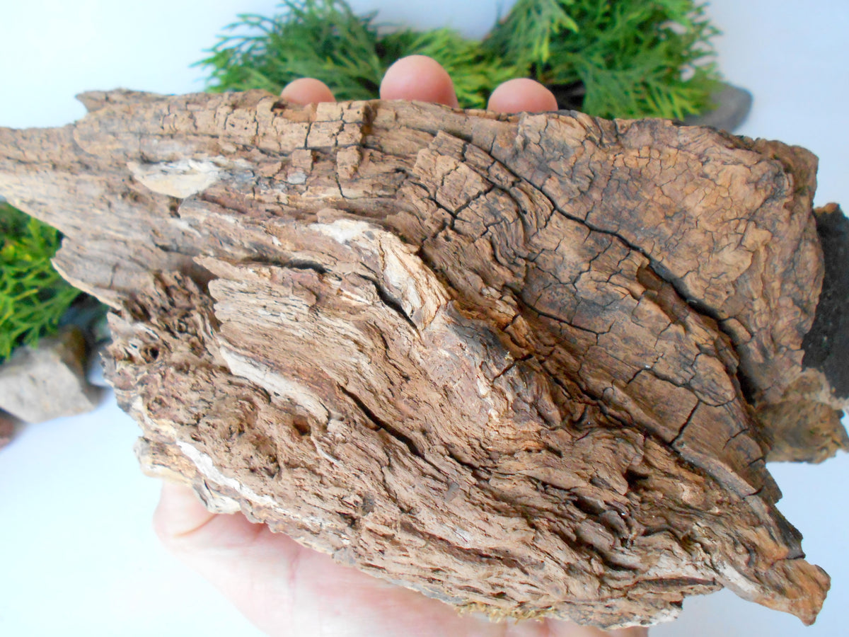 This is a naturally formed driftwood with a unique surface formed in a forest in the Rhodopes Mountain in Southern Europe- country Bulgaria. This piece of wood has been formed for many years and time has exposed the inner parts of the old tree wood.&amp;nbsp;  Size: about 10&#39;&#39; x 5&#39;&#39; x 3.5&#39;&#39;-&amp;nbsp; 25 x 13 x 9 cm.&amp;nbsp;