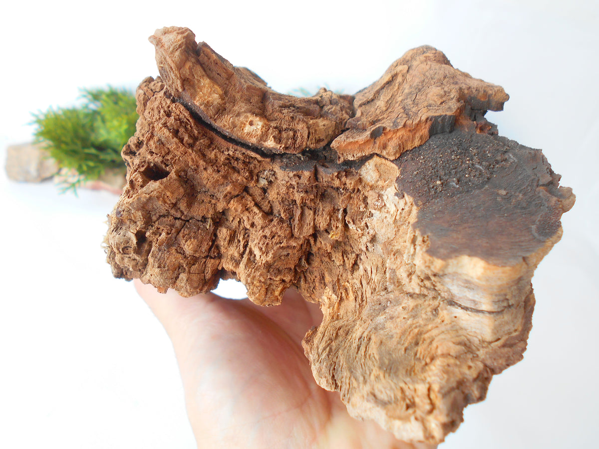 This is a naturally formed driftwood with a unique surface formed in a forest in the Rhodopes Mountain in Southern Europe- country Bulgaria. This piece of wood has been formed for many years and time has exposed the inner parts of the old tree wood.&amp;nbsp;  Size: about 10&#39;&#39; x 5&#39;&#39; x 3.5&#39;&#39;-&amp;nbsp; 25 x 13 x 9 cm.&amp;nbsp;