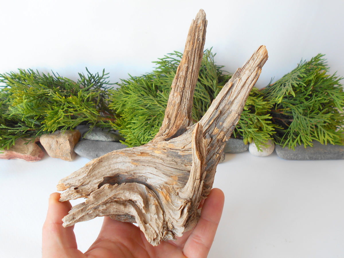 This is a naturally formed driftwood with a unique surface formed in a forest in the Rhodopes Mountain in Southern Europe- country Bulgaria. This piece of wood has been formed for many years and time has exposed the inner parts of the old tree wood.&amp;nbsp;  Size: about 7&#39;&#39; x 5&#39;&#39; x 2.5&#39;&#39;-&amp;nbsp; 18 x 13 x 9 cm.&amp;nbsp;