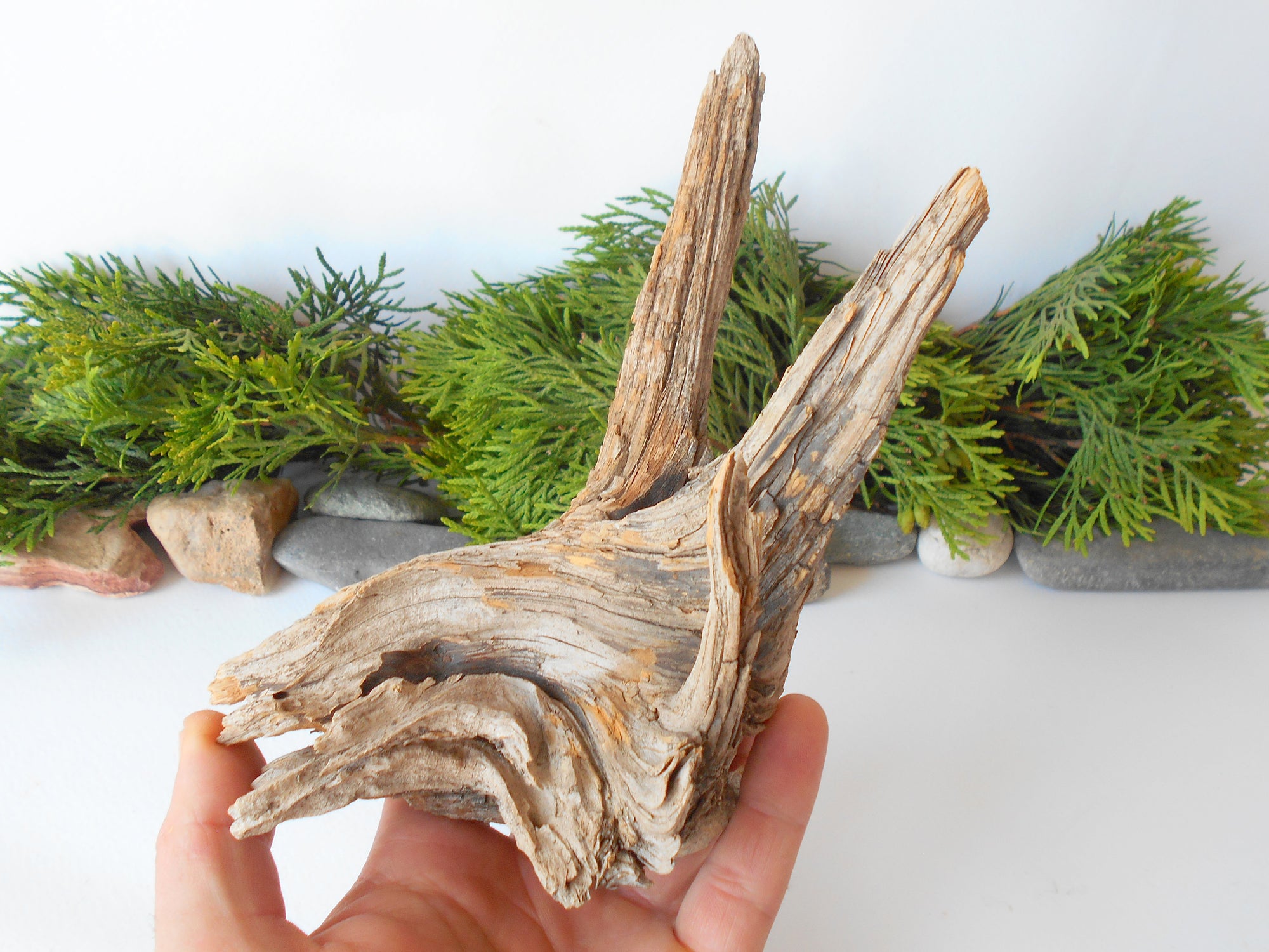 This is a naturally formed driftwood with a unique surface formed in a forest in the Rhodopes Mountain in Southern Europe- country Bulgaria. This piece of wood has been formed for many years and time has exposed the inner parts of the old tree wood.&nbsp;  Size: about 7'' x 5'' x 2.5''-&nbsp; 18 x 13 x 9 cm.&nbsp;