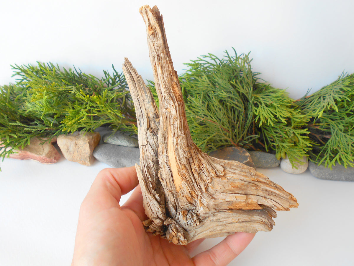 This is a naturally formed driftwood with a unique surface formed in a forest in the Rhodopes Mountain in Southern Europe- country Bulgaria. This piece of wood has been formed for many years and time has exposed the inner parts of the old tree wood.&amp;nbsp;  Size: about 7&#39;&#39; x 5&#39;&#39; x 2.5&#39;&#39;-&amp;nbsp; 18 x 13 x 9 cm.&amp;nbsp;