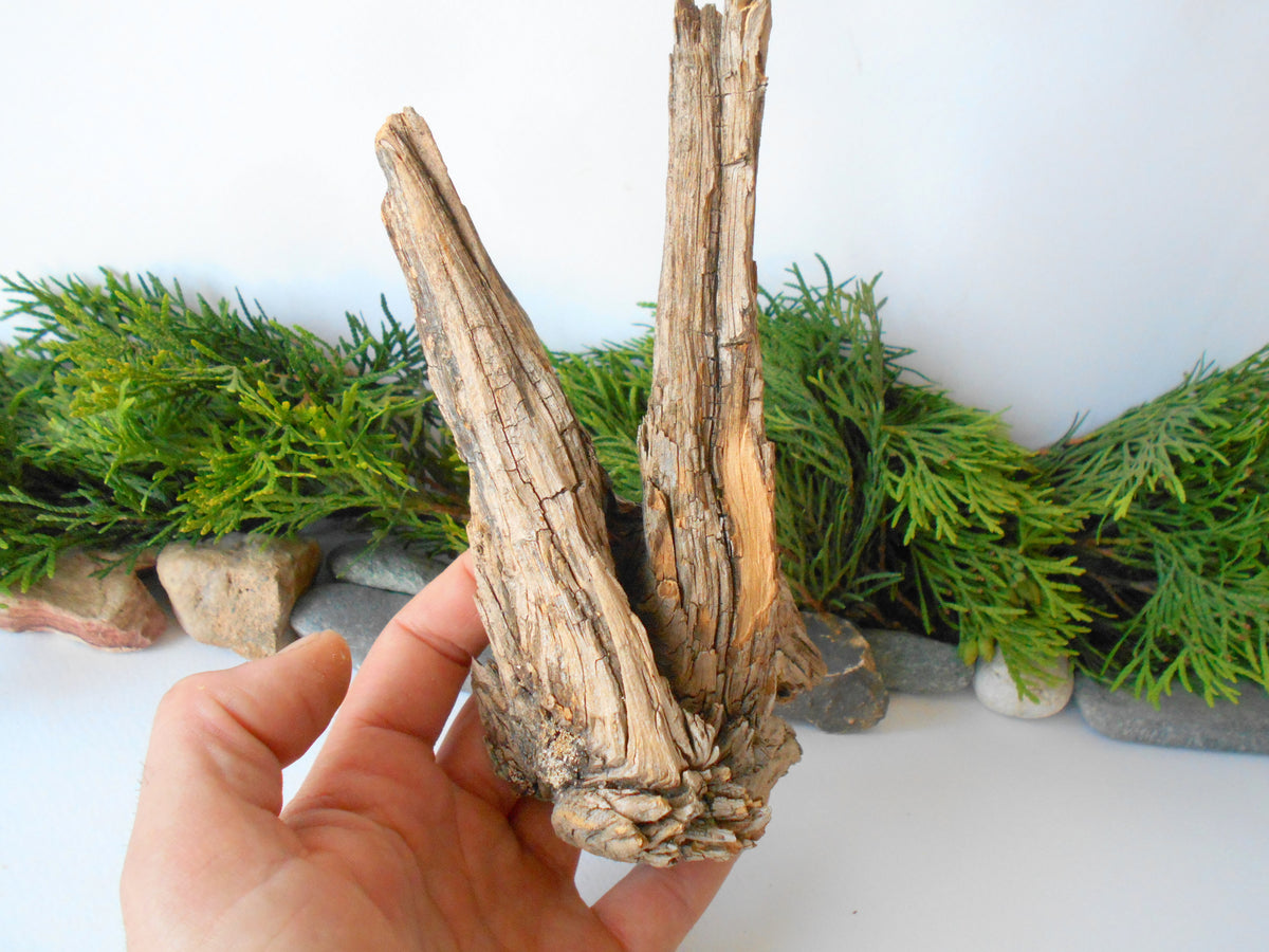 This is a naturally formed driftwood with a unique surface formed in a forest in the Rhodopes Mountain in Southern Europe- country Bulgaria. This piece of wood has been formed for many years and time has exposed the inner parts of the old tree wood.&amp;nbsp;  Size: about 7&#39;&#39; x 5&#39;&#39; x 2.5&#39;&#39;-&amp;nbsp; 18 x 13 x 9 cm.&amp;nbsp;