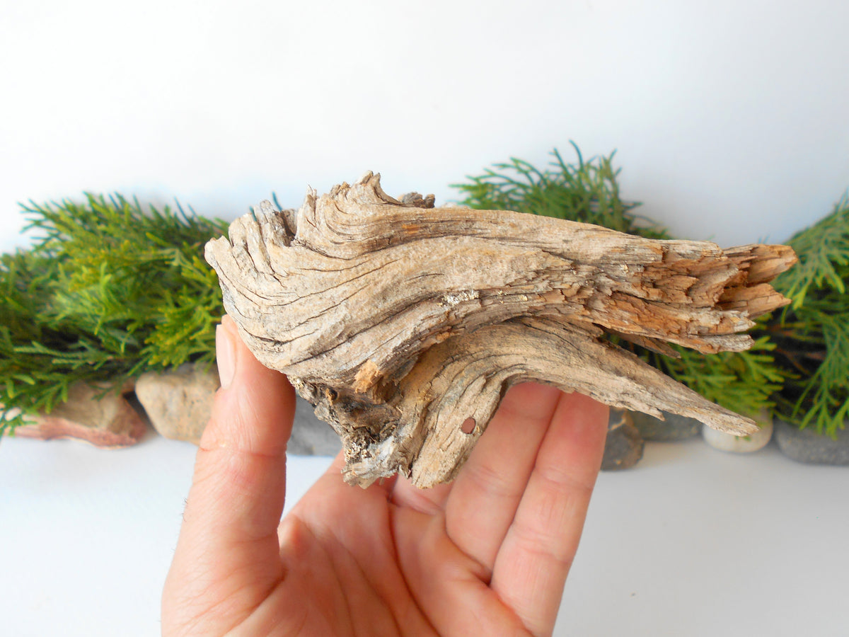 This is a naturally formed driftwood with a unique surface formed in a forest in the Rhodopes Mountain in Southern Europe- country Bulgaria. This piece of wood has been formed for many years and time has exposed the inner parts of the old tree wood.&amp;nbsp;  Size: about 7&#39;&#39; x 5&#39;&#39; x 2.5&#39;&#39;-&amp;nbsp; 18 x 13 x 9 cm.&amp;nbsp;