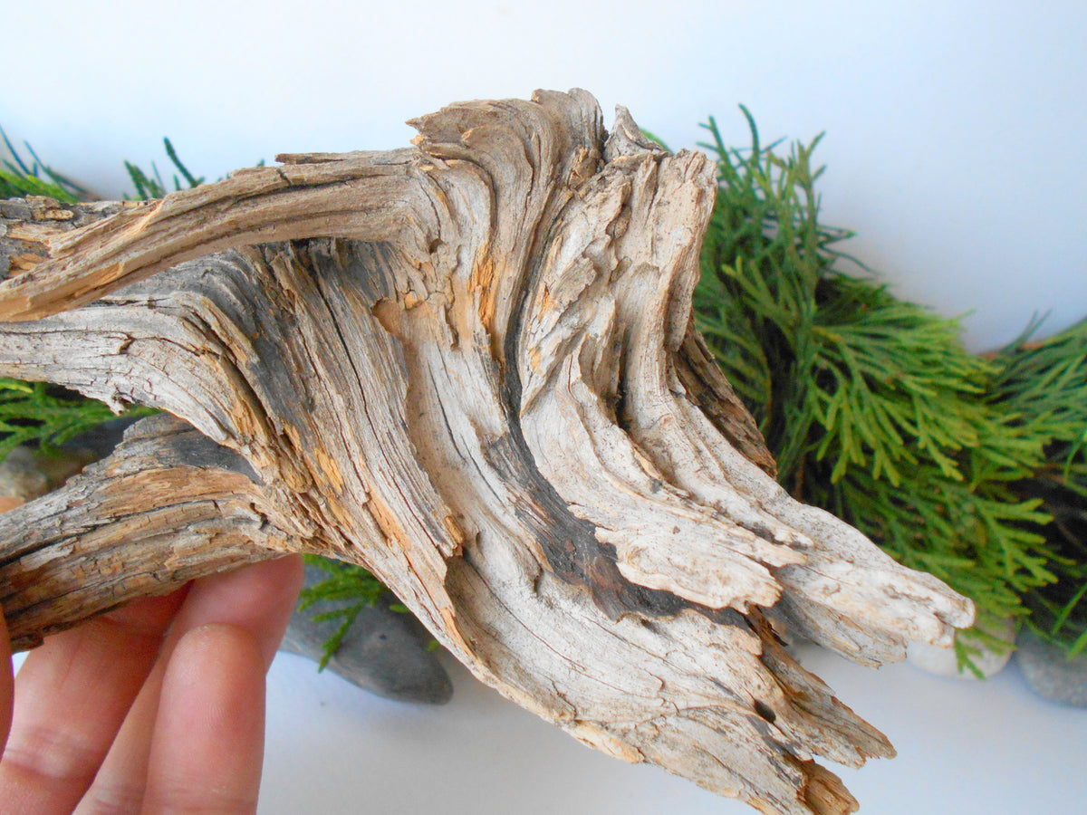 This is a naturally formed driftwood with a unique surface formed in a forest in the Rhodopes Mountain in Southern Europe- country Bulgaria. This piece of wood has been formed for many years and time has exposed the inner parts of the old tree wood.&amp;nbsp;  Size: about 7&#39;&#39; x 5&#39;&#39; x 2.5&#39;&#39;-&amp;nbsp; 18 x 13 x 9 cm.&amp;nbsp;