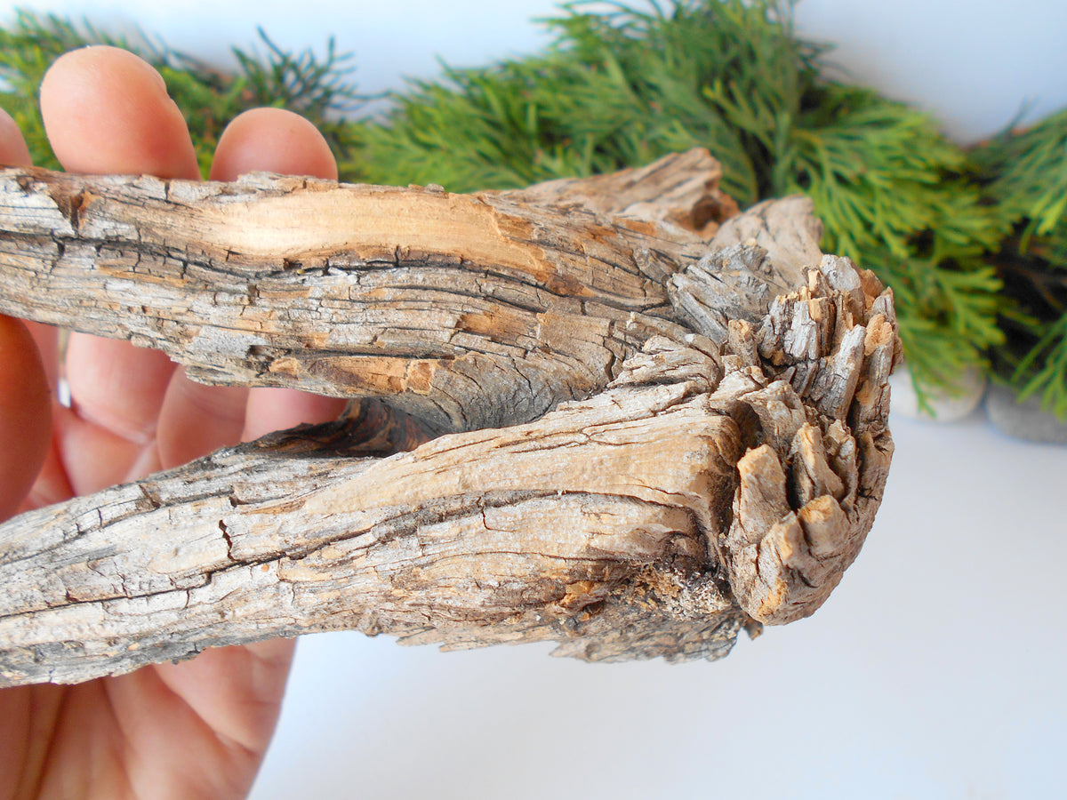 This is a naturally formed driftwood with a unique surface formed in a forest in the Rhodopes Mountain in Southern Europe- country Bulgaria. This piece of wood has been formed for many years and time has exposed the inner parts of the old tree wood.&amp;nbsp;  Size: about 7&#39;&#39; x 5&#39;&#39; x 2.5&#39;&#39;-&amp;nbsp; 18 x 13 x 9 cm.&amp;nbsp;