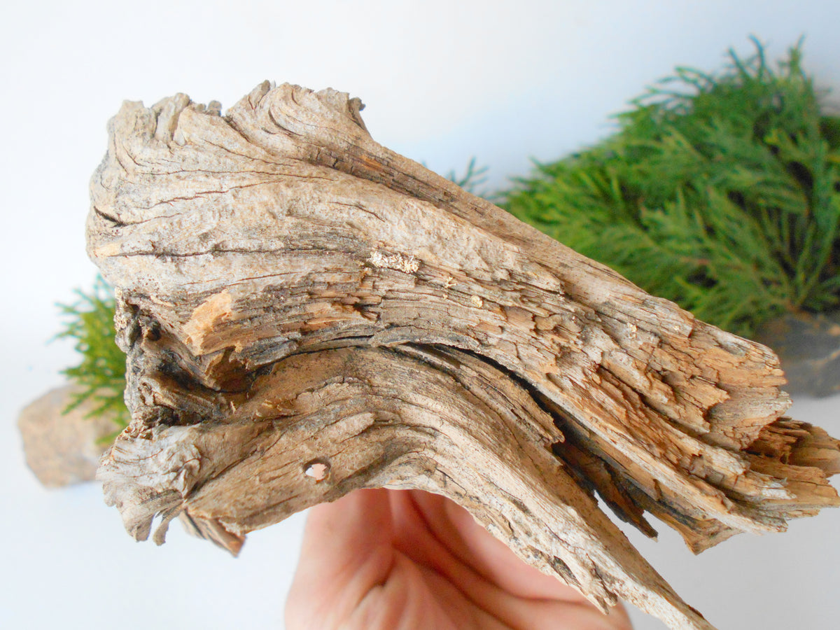 This is a naturally formed driftwood with a unique surface formed in a forest in the Rhodopes Mountain in Southern Europe- country Bulgaria. This piece of wood has been formed for many years and time has exposed the inner parts of the old tree wood.&amp;nbsp;  Size: about 7&#39;&#39; x 5&#39;&#39; x 2.5&#39;&#39;-&amp;nbsp; 18 x 13 x 9 cm.&amp;nbsp;