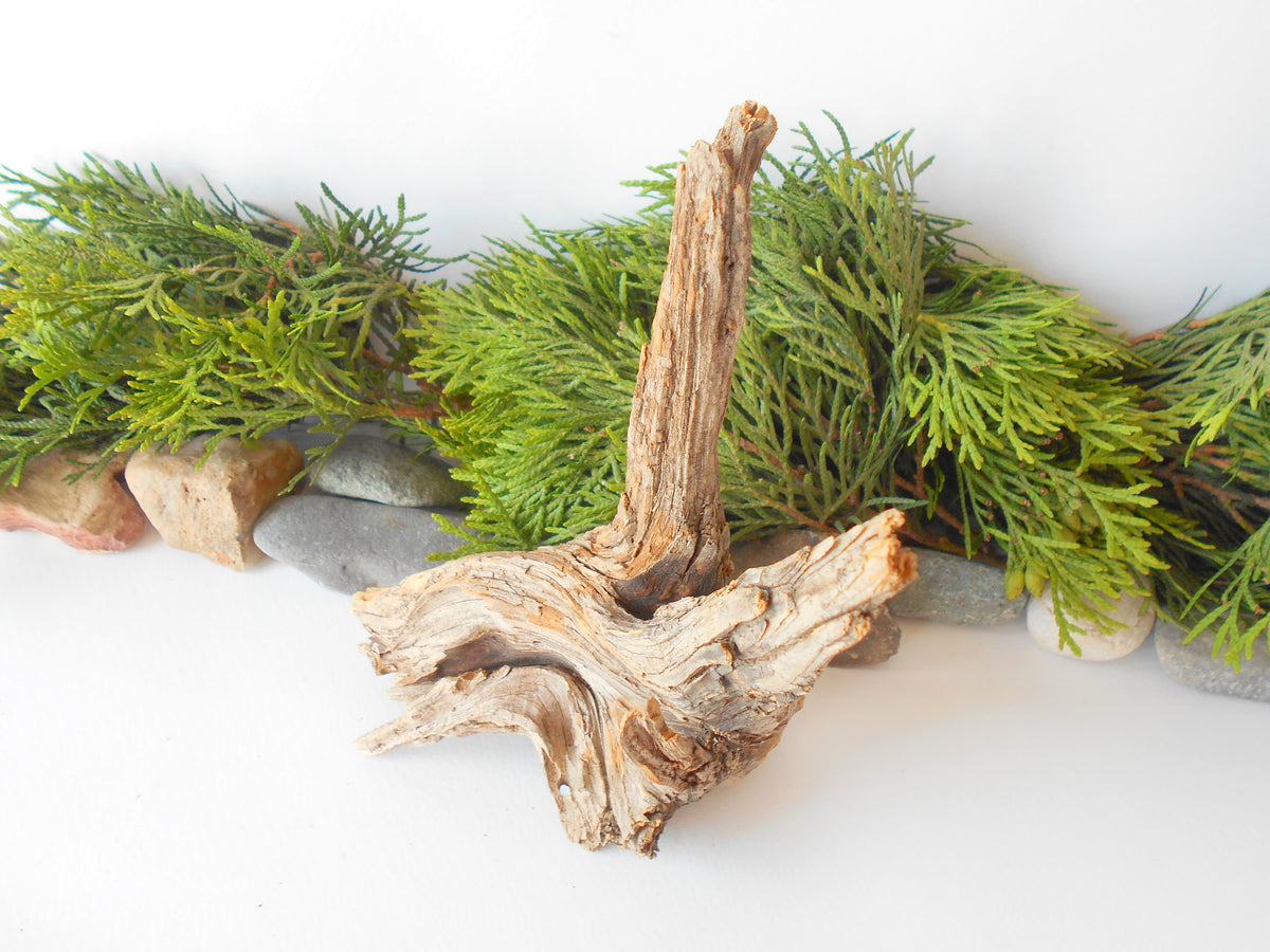 This is a naturally formed driftwood with a unique surface formed in a forest in the Rhodopes Mountain in Southern Europe- country Bulgaria. This piece of wood has been formed for many years and time has exposed the inner parts of the old tree wood.&amp;nbsp;  Size: about 7&#39;&#39; x 5&#39;&#39; x 2.5&#39;&#39;-&amp;nbsp; 18 x 13 x 9 cm.&amp;nbsp;