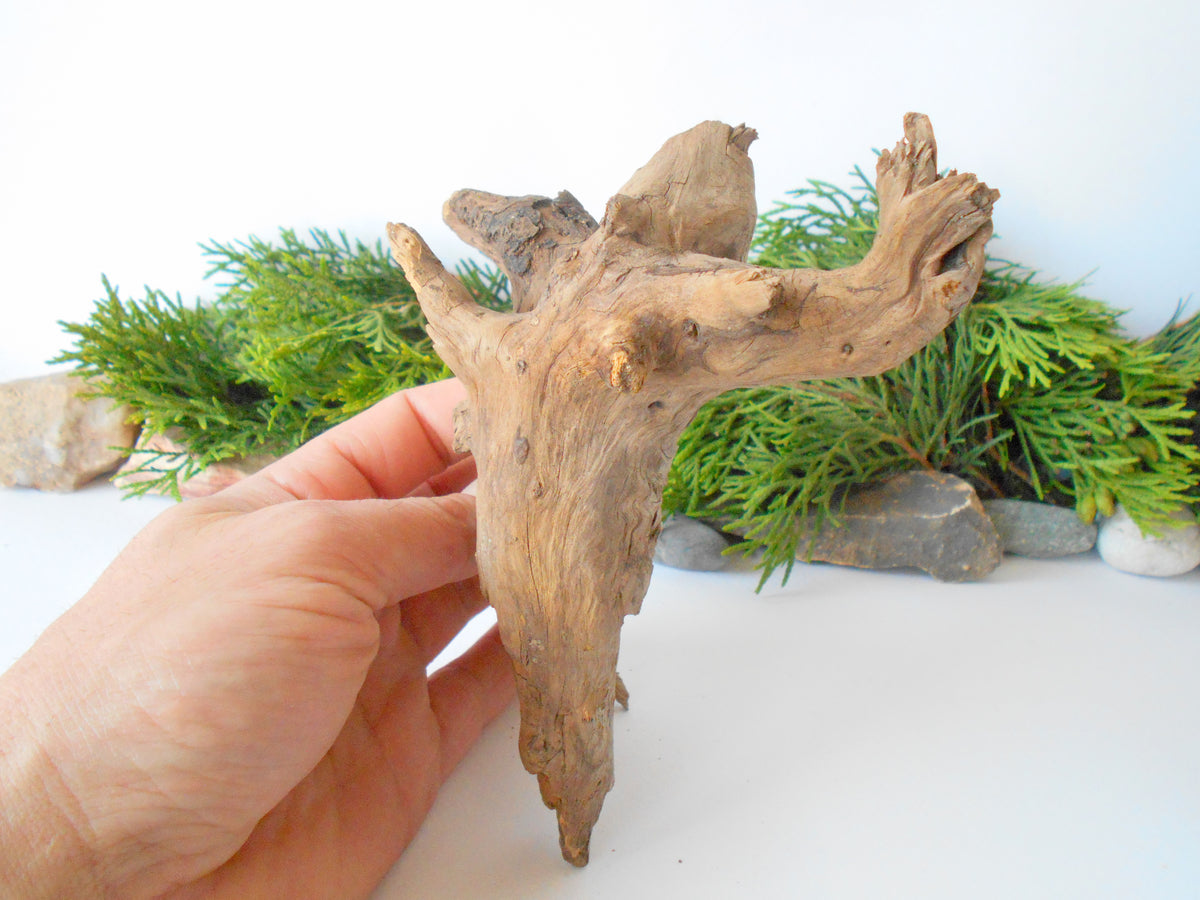 This is a naturally formed driftwood with a unique surface formed in a forest in the Rhodopes Mountain in Southern Europe- country Bulgaria. This piece of wood has been formed for many years and time has exposed the inner parts of the old tree wood. It looks to me like a troll, what do you think?&amp;nbsp;  Size: about 7&#39;&#39; x 5&#39;&#39; x 3&#39;&#39;-&amp;nbsp; 18 x 13 x 8 cm.&amp;nbsp;