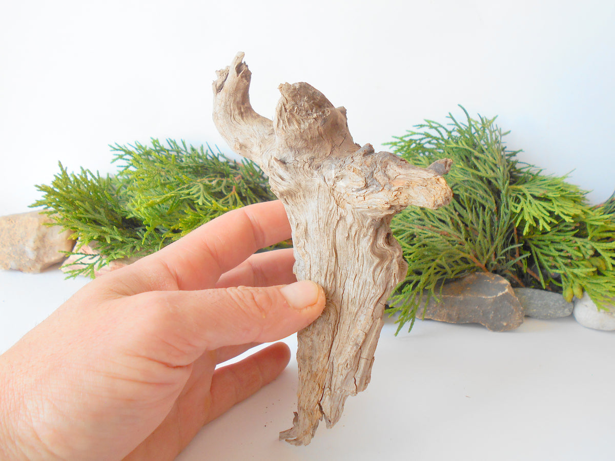 This is a naturally formed driftwood with a unique surface formed in a forest in the Rhodopes Mountain in Southern Europe- country Bulgaria. This piece of wood has been formed for many years and time has exposed the inner parts of the old tree wood. It looks to me like a troll, what do you think?&amp;nbsp;  Size: about 7&#39;&#39; x 5&#39;&#39; x 3&#39;&#39;-&amp;nbsp; 18 x 13 x 8 cm.&amp;nbsp;