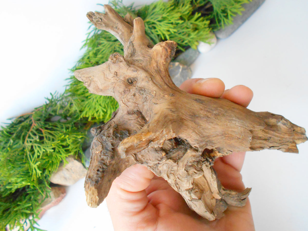 This is a naturally formed driftwood with a unique surface formed in a forest in the Rhodopes Mountain in Southern Europe- country Bulgaria. This piece of wood has been formed for many years and time has exposed the inner parts of the old tree wood. It looks to me like a troll, what do you think?&amp;nbsp;  Size: about 7&#39;&#39; x 5&#39;&#39; x 3&#39;&#39;-&amp;nbsp; 18 x 13 x 8 cm.&amp;nbsp;