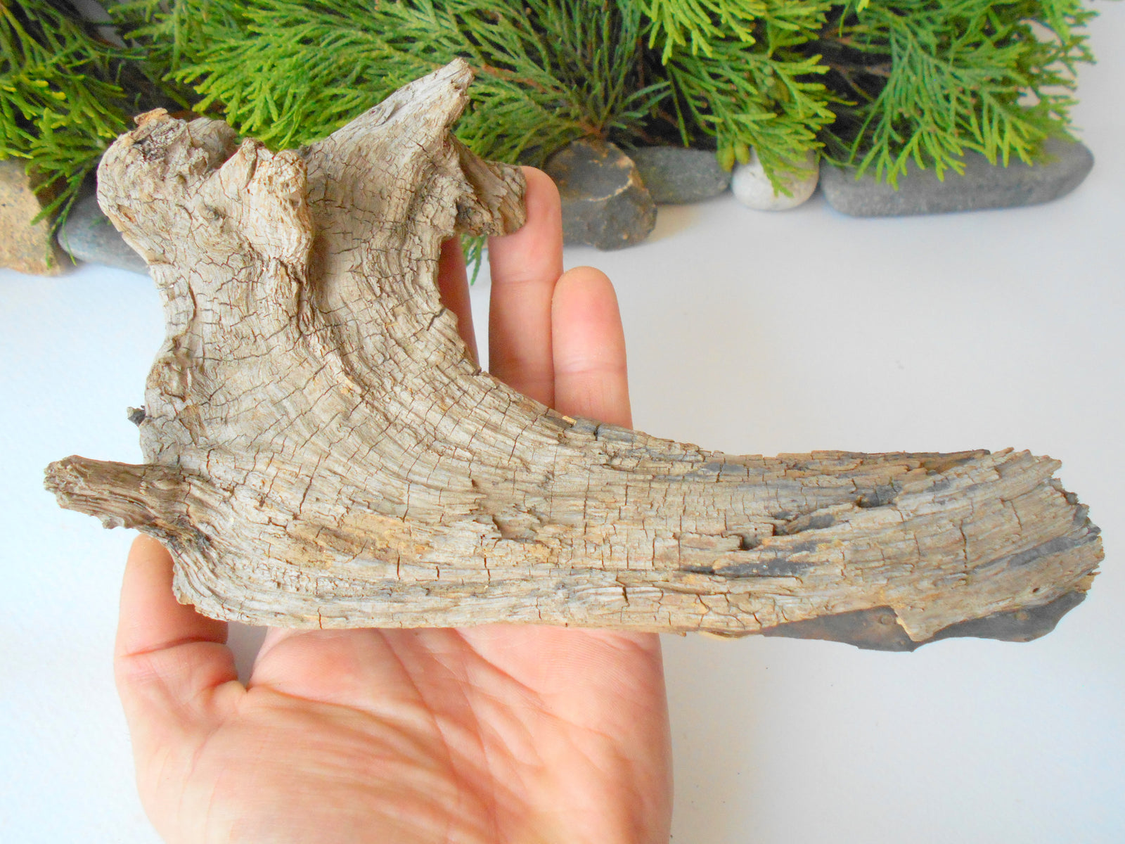 This is a naturally formed driftwood with a unique surface formed in a forest in the Rhodopes Mountain in Southern Europe- country Bulgaria. This piece of wood has been formed for many years and time has exposed the inner parts of the old tree wood.&nbsp;  Size: about&nbsp; 8'' x 5'' x 2''-&nbsp; 20 x 13 x 5 cm.&nbsp;