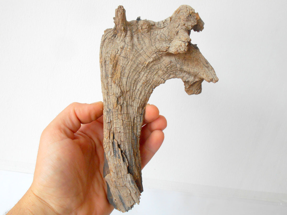 This is a naturally formed driftwood with a unique surface formed in a forest in the Rhodopes Mountain in Southern Europe- country Bulgaria. This piece of wood has been formed for many years and time has exposed the inner parts of the old tree wood.&amp;nbsp;  Size: about&amp;nbsp; 8&#39;&#39; x 5&#39;&#39; x 2&#39;&#39;-&amp;nbsp; 20 x 13 x 5 cm.&amp;nbsp;