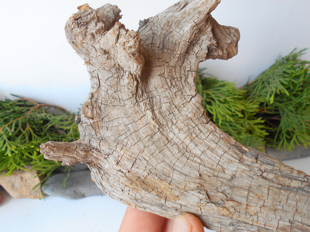 This is a naturally formed driftwood with a unique surface formed in a forest in the Rhodopes Mountain in Southern Europe- country Bulgaria. This piece of wood has been formed for many years and time has exposed the inner parts of the old tree wood.&amp;nbsp;  Size: about&amp;nbsp; 8&#39;&#39; x 5&#39;&#39; x 2&#39;&#39;-&amp;nbsp; 20 x 13 x 5 cm.&amp;nbsp;