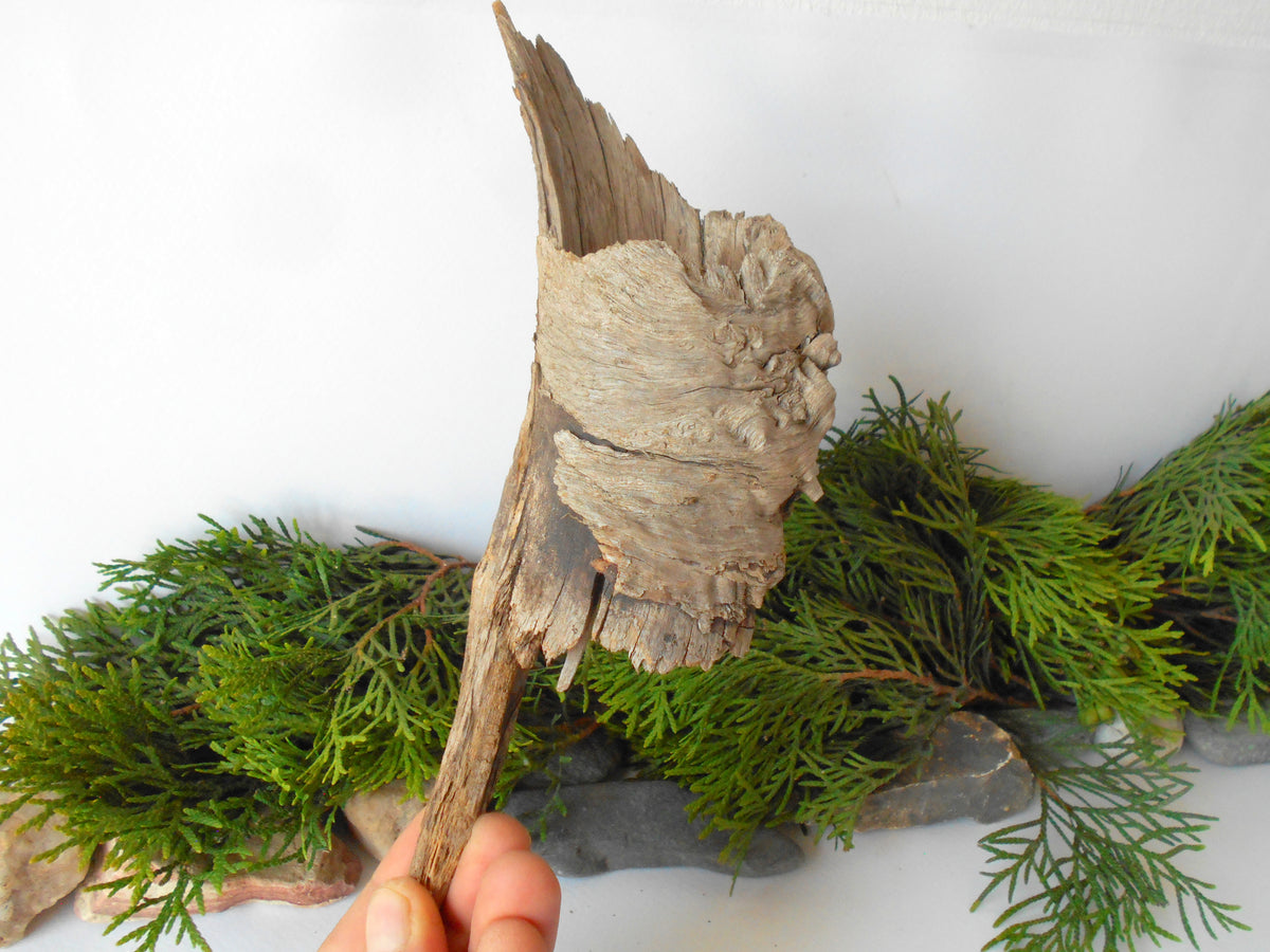 This is a naturally formed driftwood with a unique surface formed in a forest in the Rhodopes Mountain in Southern Europe- country Bulgaria. This piece of wood has been formed for many years and time has exposed the inner parts of the old tree wood.&amp;nbsp;  Size: about&amp;nbsp; 9&#39;&#39; x 2.5&#39;&#39; x 3&#39;&#39;-&amp;nbsp; 23 x 6 x 8 cm.&amp;nbsp;