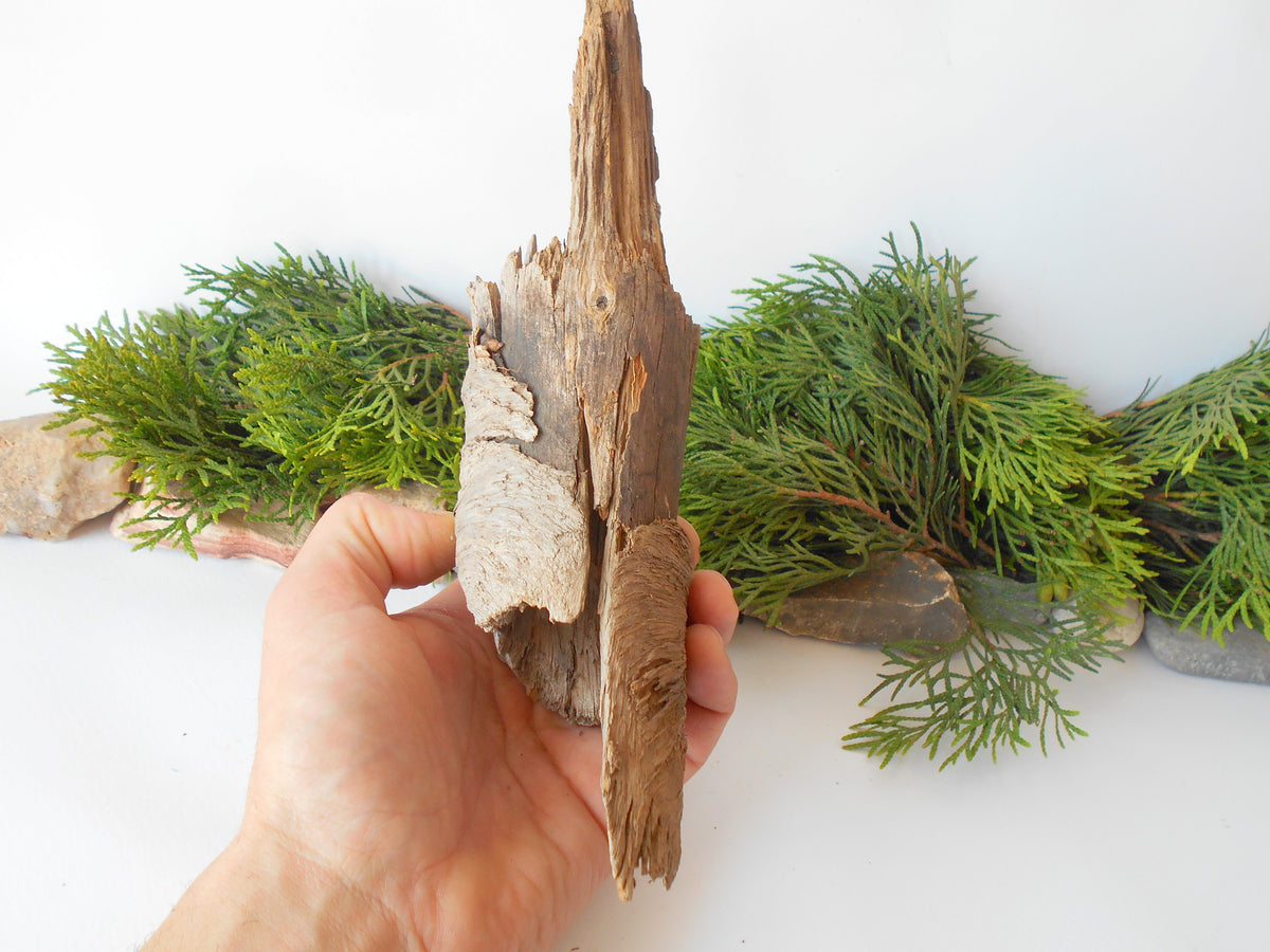 This is a naturally formed driftwood with a unique surface formed in a forest in the Rhodopes Mountain in Southern Europe- country Bulgaria. This piece of wood has been formed for many years and time has exposed the inner parts of the old tree wood.&amp;nbsp;  Size: about&amp;nbsp; 9&#39;&#39; x 2.5&#39;&#39; x 3&#39;&#39;-&amp;nbsp; 23 x 6 x 8 cm.&amp;nbsp;