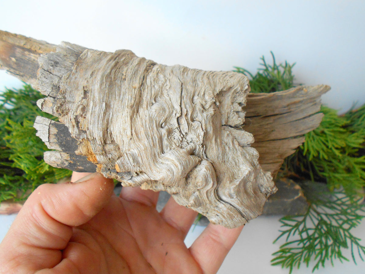 This is a naturally formed driftwood with a unique surface formed in a forest in the Rhodopes Mountain in Southern Europe- country Bulgaria. This piece of wood has been formed for many years and time has exposed the inner parts of the old tree wood.&amp;nbsp;  Size: about&amp;nbsp; 9&#39;&#39; x 2.5&#39;&#39; x 3&#39;&#39;-&amp;nbsp; 23 x 6 x 8 cm.&amp;nbsp;