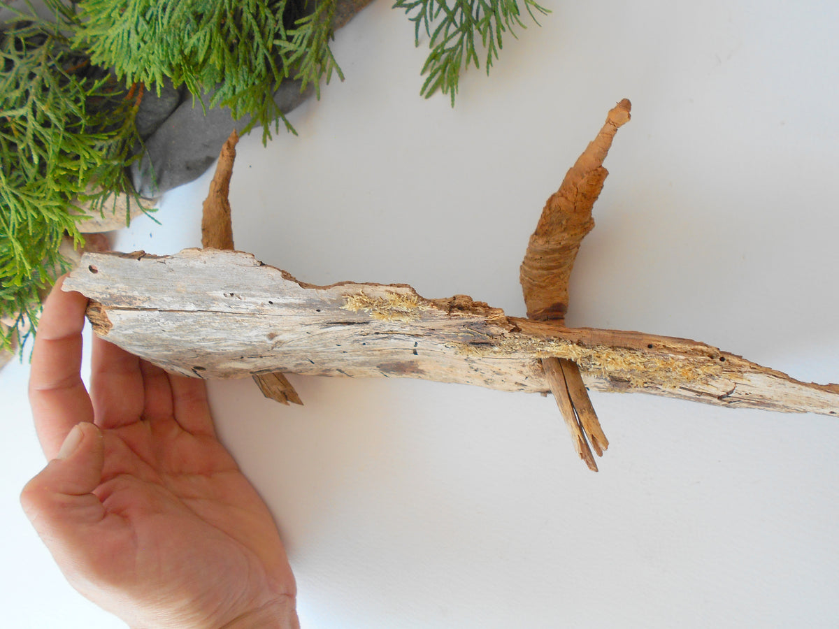 This is a naturally formed driftwood with a unique surface formed in a forest in the Rhodopes Mountain in Southern Europe- country Bulgaria. This piece of wood has been formed for many years and time has exposed the inner parts of the old tree wood. It has two branches that have left on it.  Size: about&amp;nbsp; 12&#39;&#39; x 5&#39;&#39; x 3&#39;&#39;-&amp;nbsp; 30 x 13 x 8 cm.&amp;nbsp;