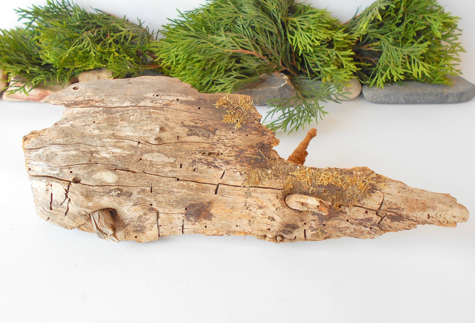 This is a naturally formed driftwood with a unique surface formed in a forest in the Rhodopes Mountain in Southern Europe- country Bulgaria. This piece of wood has been formed for many years and time has exposed the inner parts of the old tree wood. It has two branches that have left on it.  Size: about&nbsp; 12'' x 5'' x 3''-&nbsp; 30 x 13 x 8 cm.&nbsp;