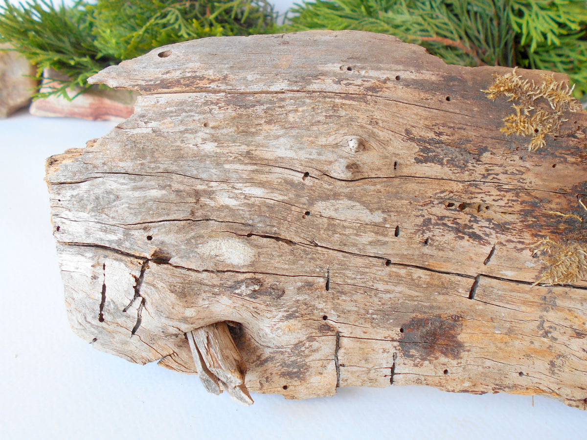 This is a naturally formed driftwood with a unique surface formed in a forest in the Rhodopes Mountain in Southern Europe- country Bulgaria. This piece of wood has been formed for many years and time has exposed the inner parts of the old tree wood. It has two branches that have left on it.  Size: about&amp;nbsp; 12&#39;&#39; x 5&#39;&#39; x 3&#39;&#39;-&amp;nbsp; 30 x 13 x 8 cm.&amp;nbsp;