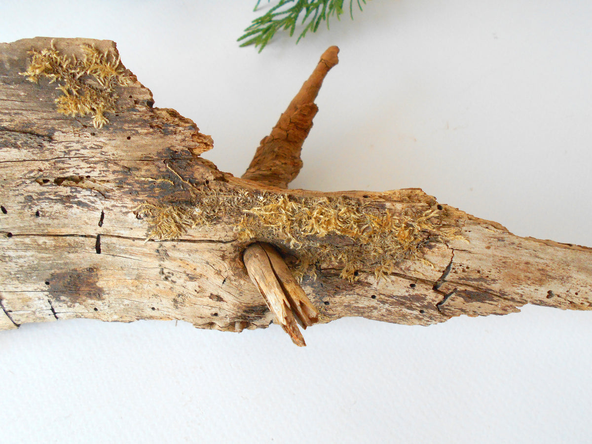 This is a naturally formed driftwood with a unique surface formed in a forest in the Rhodopes Mountain in Southern Europe- country Bulgaria. This piece of wood has been formed for many years and time has exposed the inner parts of the old tree wood. It has two branches that have left on it.  Size: about&amp;nbsp; 12&#39;&#39; x 5&#39;&#39; x 3&#39;&#39;-&amp;nbsp; 30 x 13 x 8 cm.&amp;nbsp;