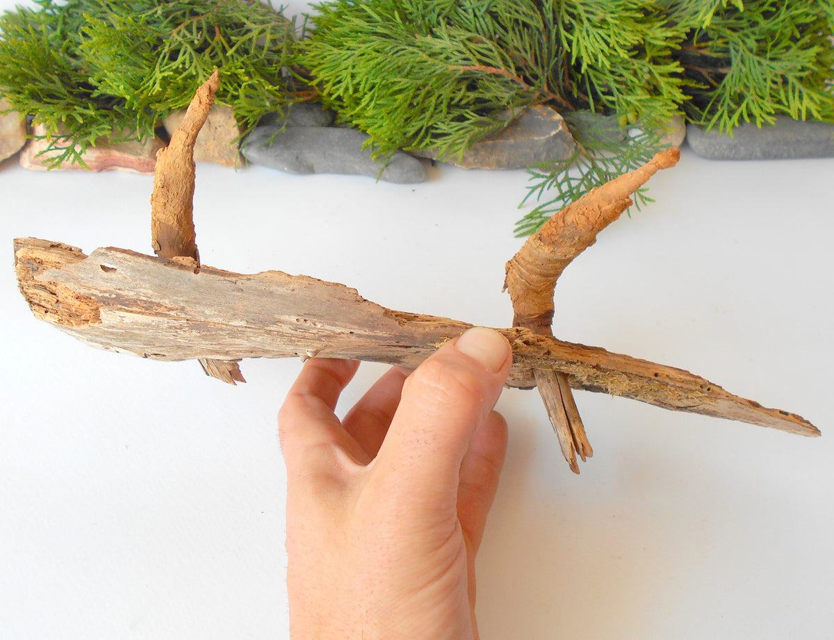 This is a naturally formed driftwood with a unique surface formed in a forest in the Rhodopes Mountain in Southern Europe- country Bulgaria. This piece of wood has been formed for many years and time has exposed the inner parts of the old tree wood. It has two branches that have left on it.  Size: about&amp;nbsp; 12&#39;&#39; x 5&#39;&#39; x 3&#39;&#39;-&amp;nbsp; 30 x 13 x 8 cm.&amp;nbsp;