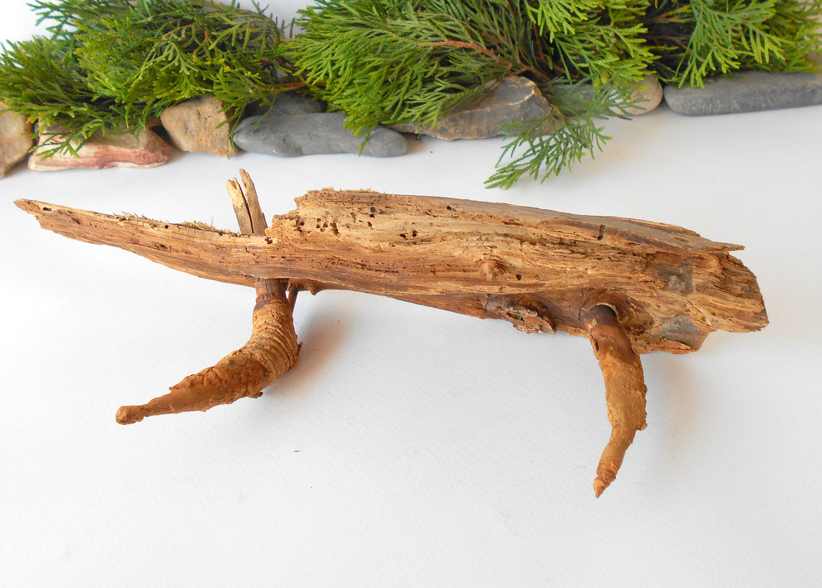 This is a naturally formed driftwood with a unique surface formed in a forest in the Rhodopes Mountain in Southern Europe- country Bulgaria. This piece of wood has been formed for many years and time has exposed the inner parts of the old tree wood. It has two branches that have left on it.  Size: about&amp;nbsp; 12&#39;&#39; x 5&#39;&#39; x 3&#39;&#39;-&amp;nbsp; 30 x 13 x 8 cm.&amp;nbsp;