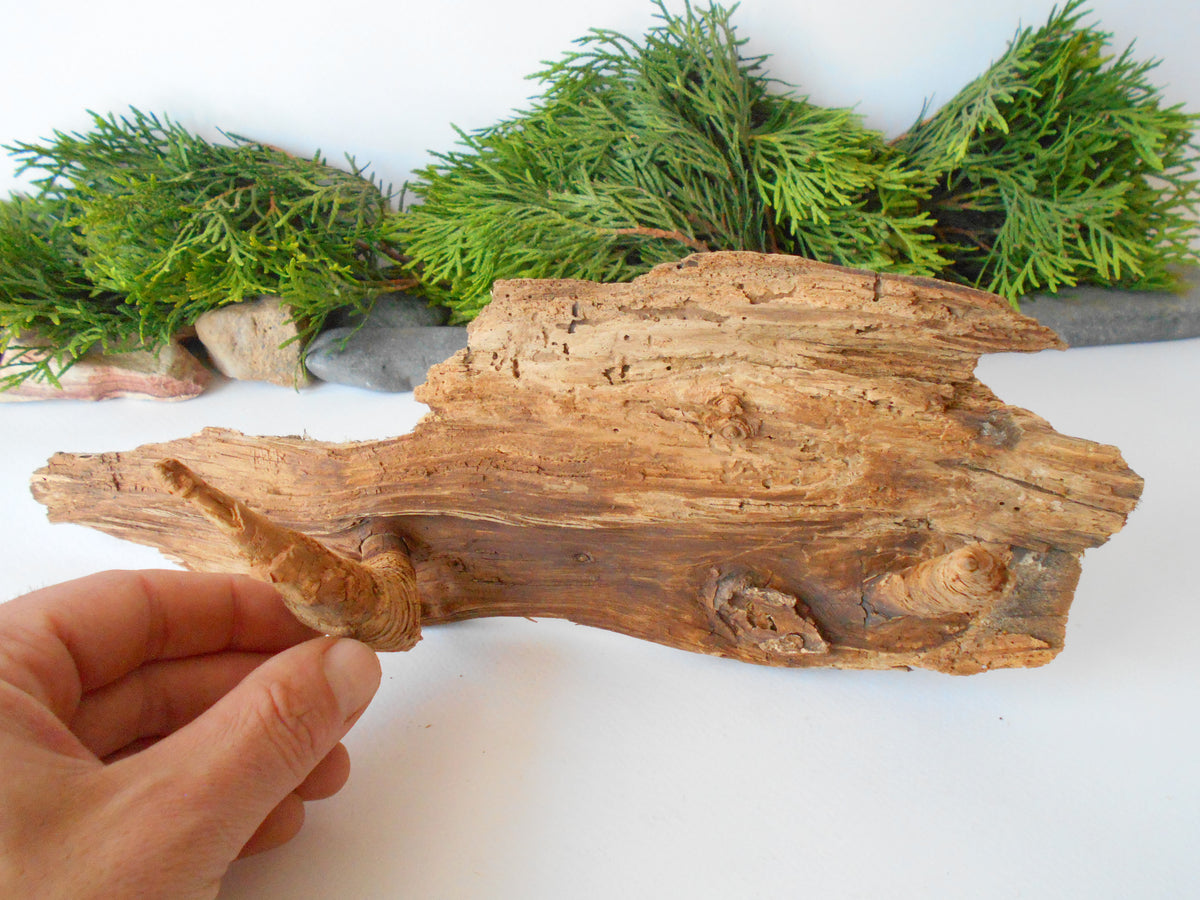 This is a naturally formed driftwood with a unique surface formed in a forest in the Rhodopes Mountain in Southern Europe- country Bulgaria. This piece of wood has been formed for many years and time has exposed the inner parts of the old tree wood. It has two branches that have left on it.  Size: about&amp;nbsp; 12&#39;&#39; x 5&#39;&#39; x 3&#39;&#39;-&amp;nbsp; 30 x 13 x 8 cm.&amp;nbsp;