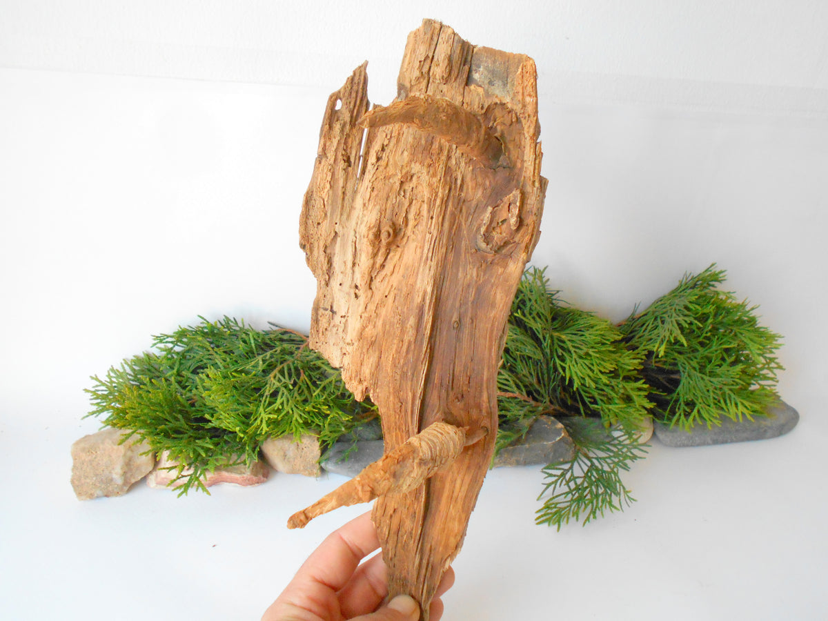 This is a naturally formed driftwood with a unique surface formed in a forest in the Rhodopes Mountain in Southern Europe- country Bulgaria. This piece of wood has been formed for many years and time has exposed the inner parts of the old tree wood. It has two branches that have left on it.  Size: about&amp;nbsp; 12&#39;&#39; x 5&#39;&#39; x 3&#39;&#39;-&amp;nbsp; 30 x 13 x 8 cm.&amp;nbsp;