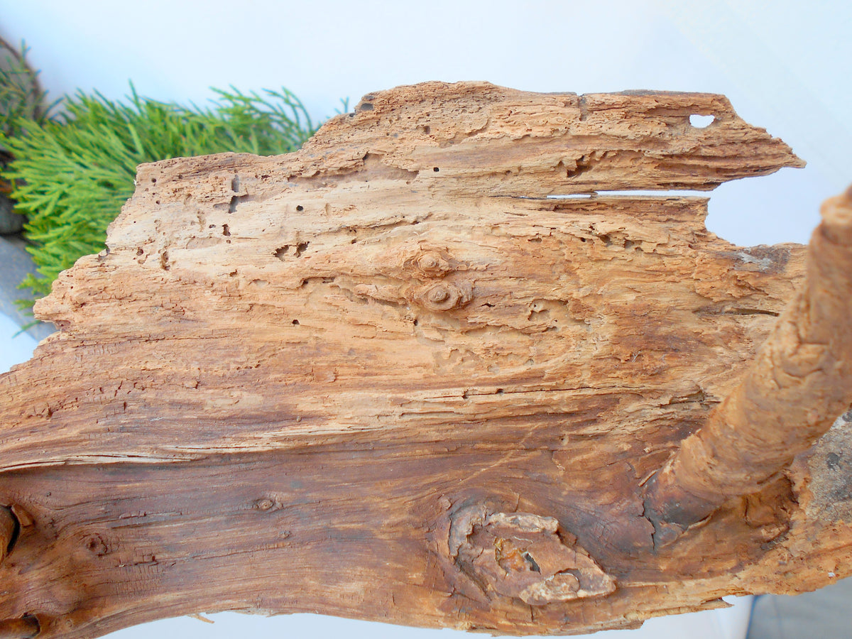 This is a naturally formed driftwood with a unique surface formed in a forest in the Rhodopes Mountain in Southern Europe- country Bulgaria. This piece of wood has been formed for many years and time has exposed the inner parts of the old tree wood. It has two branches that have left on it.  Size: about&amp;nbsp; 12&#39;&#39; x 5&#39;&#39; x 3&#39;&#39;-&amp;nbsp; 30 x 13 x 8 cm.&amp;nbsp;