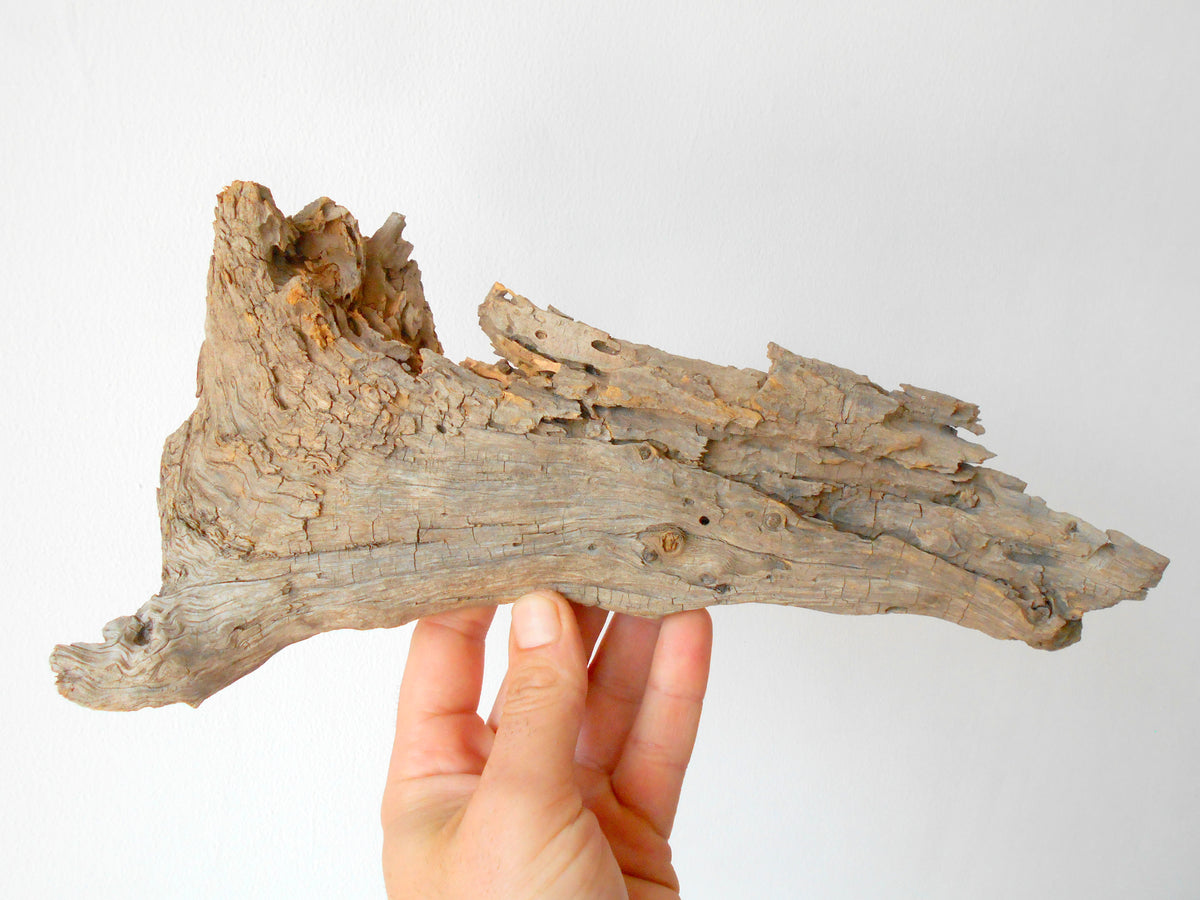 This is a naturally formed driftwood with a unique surface formed in a forest in the Rhodopes Mountain in Southern Europe- country Bulgaria. This piece of wood has been formed for many years and time has exposed the inner parts of the old tree wood.&amp;nbsp;  Size: about 11.5&#39;&#39; x 6&#39;&#39; x 2&#39;&#39;-&amp;nbsp; 30 x 15 x 5 cm.&amp;nbsp;