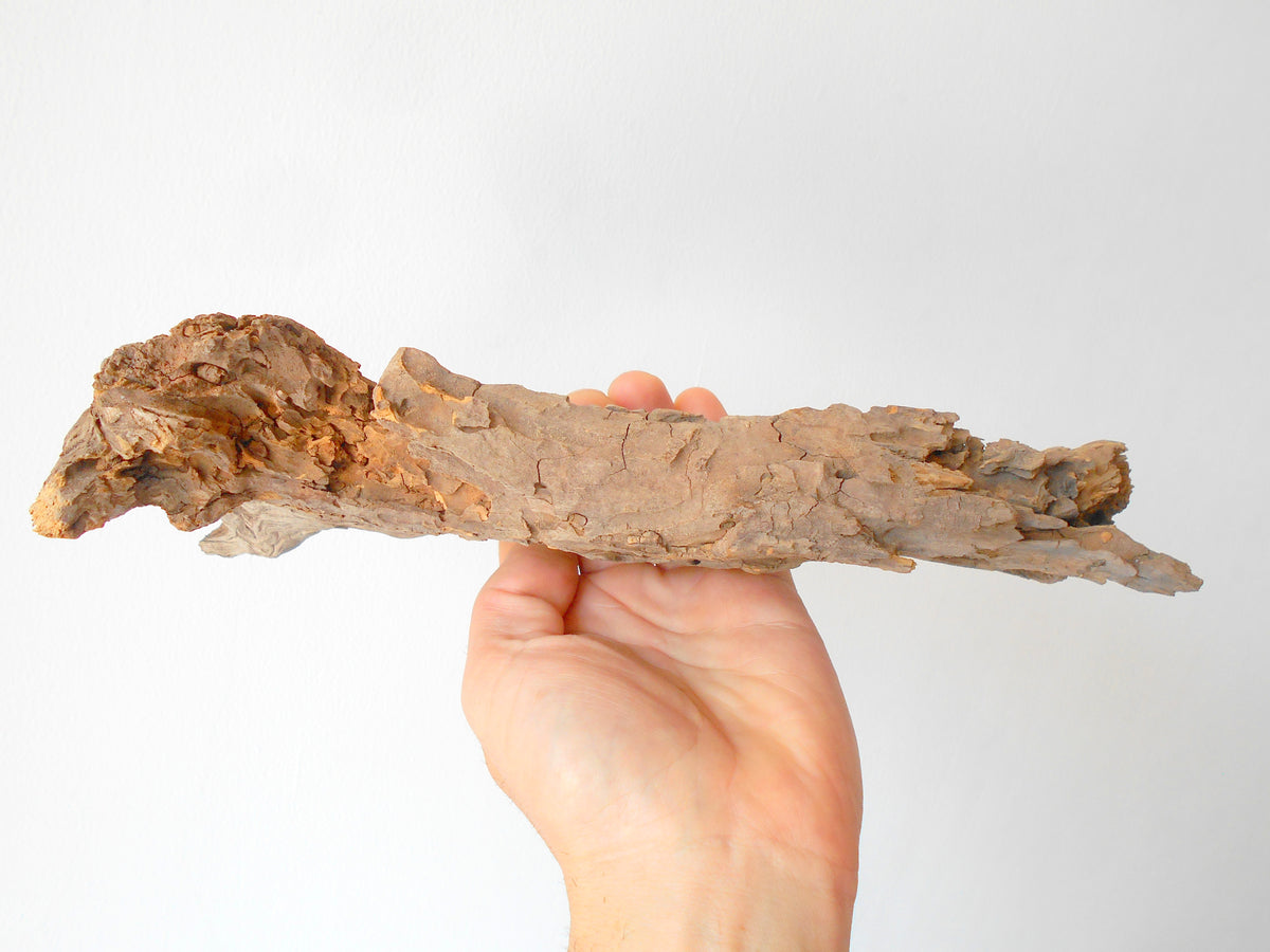 This is a naturally formed driftwood with a unique surface formed in a forest in the Rhodopes Mountain in Southern Europe- country Bulgaria. This piece of wood has been formed for many years and time has exposed the inner parts of the old tree wood.&amp;nbsp;  Size: about 11.5&#39;&#39; x 6&#39;&#39; x 2&#39;&#39;-&amp;nbsp; 30 x 15 x 5 cm.&amp;nbsp;