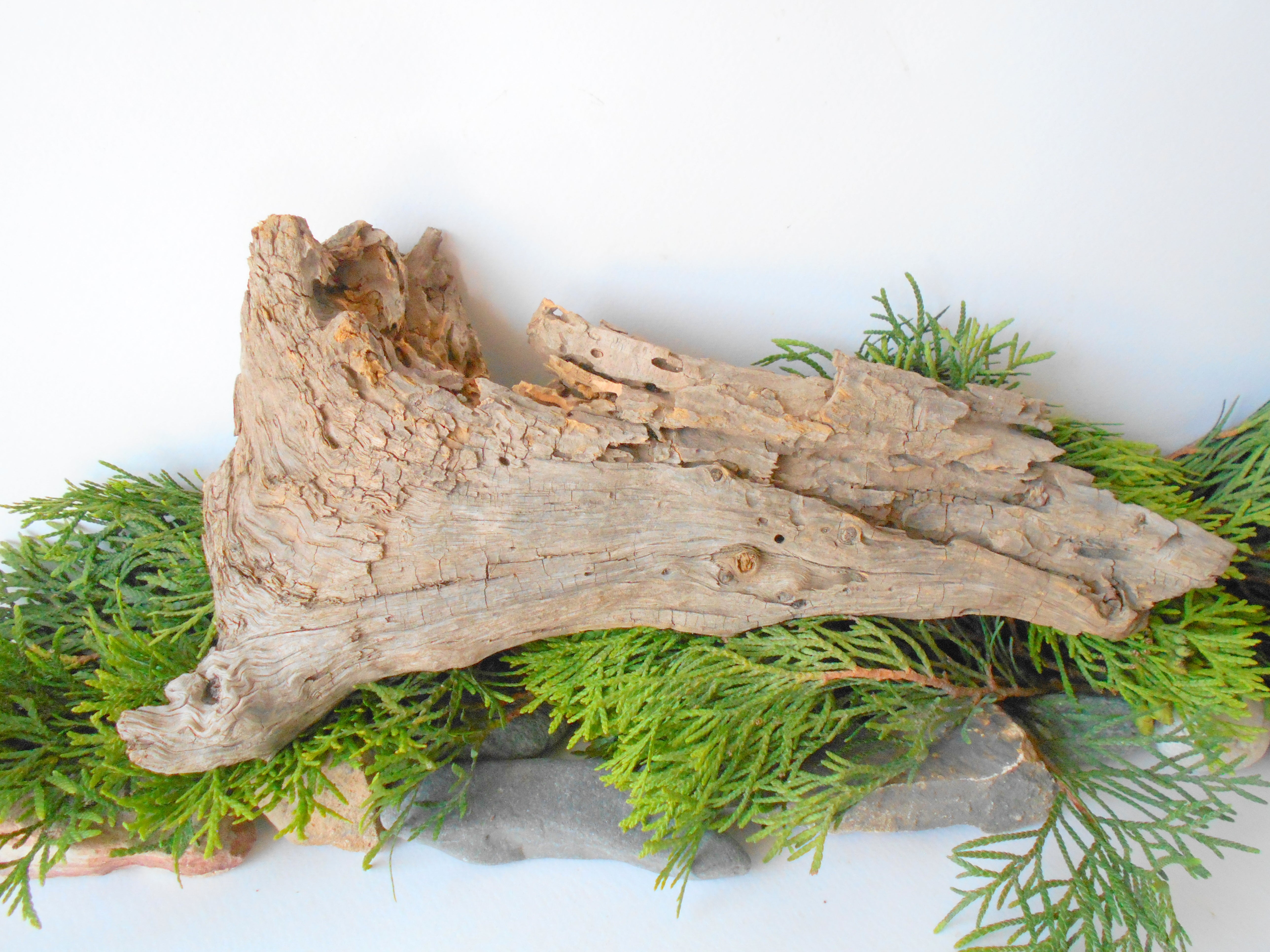 Aquarium Driftwood from pine tree- Unique wood piece- natural forest decoration- naturally twisted wood