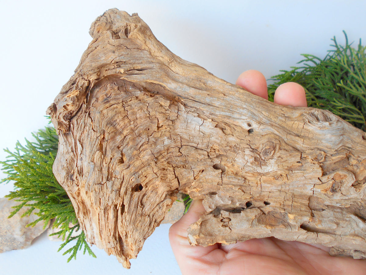 This is a naturally formed driftwood with a unique surface formed in a forest in the Rhodopes Mountain in Southern Europe- country Bulgaria. This piece of wood has been formed for many years and time has exposed the inner parts of the old tree wood.&amp;nbsp;  Size: about 11.5&#39;&#39; x 6&#39;&#39; x 2&#39;&#39;-&amp;nbsp; 30 x 15 x 5 cm.&amp;nbsp;