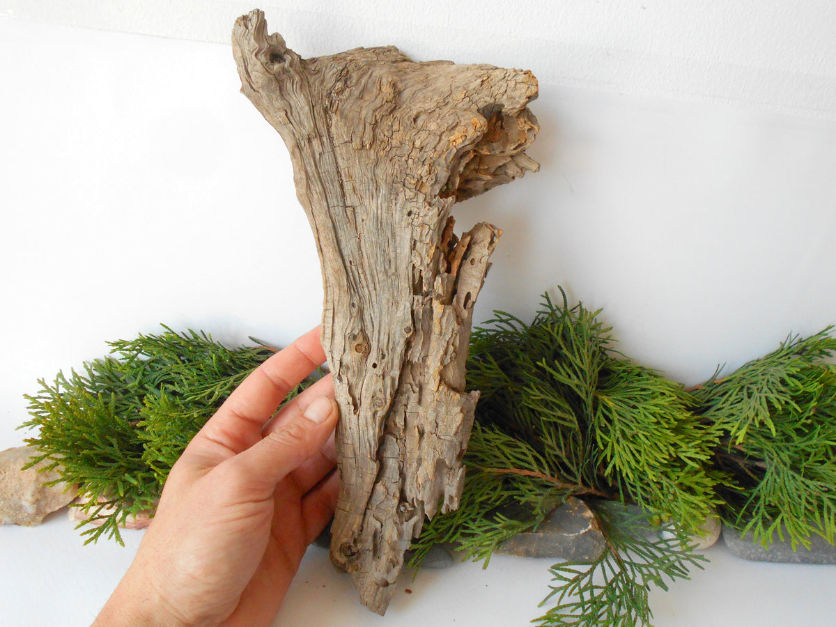 This is a naturally formed driftwood with a unique surface formed in a forest in the Rhodopes Mountain in Southern Europe- country Bulgaria. This piece of wood has been formed for many years and time has exposed the inner parts of the old tree wood.&amp;nbsp;  Size: about 11.5&#39;&#39; x 6&#39;&#39; x 2&#39;&#39;-&amp;nbsp; 30 x 15 x 5 cm.&amp;nbsp;