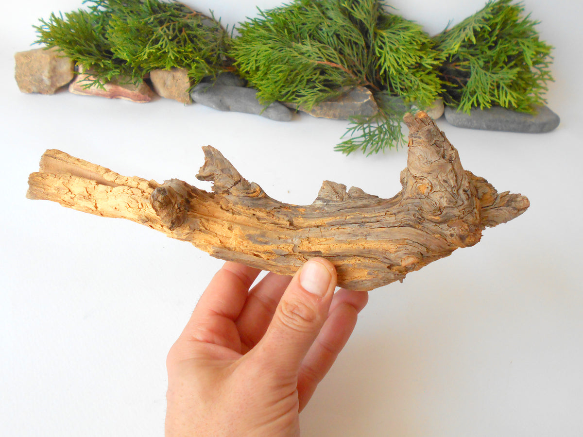 This is a naturally formed driftwood with a unique surface formed in a forest in the Rhodopes Mountain in Southern Europe- country Bulgaria. This piece of wood has been formed for many years and time has exposed the inner parts of the old tree wood.&amp;nbsp;  Size: about&amp;nbsp; 11&#39;&#39; x 4.5&#39;&#39; x 4&#39;&#39;-&amp;nbsp; 28 x 11.5 x 10 cm.&amp;nbsp;